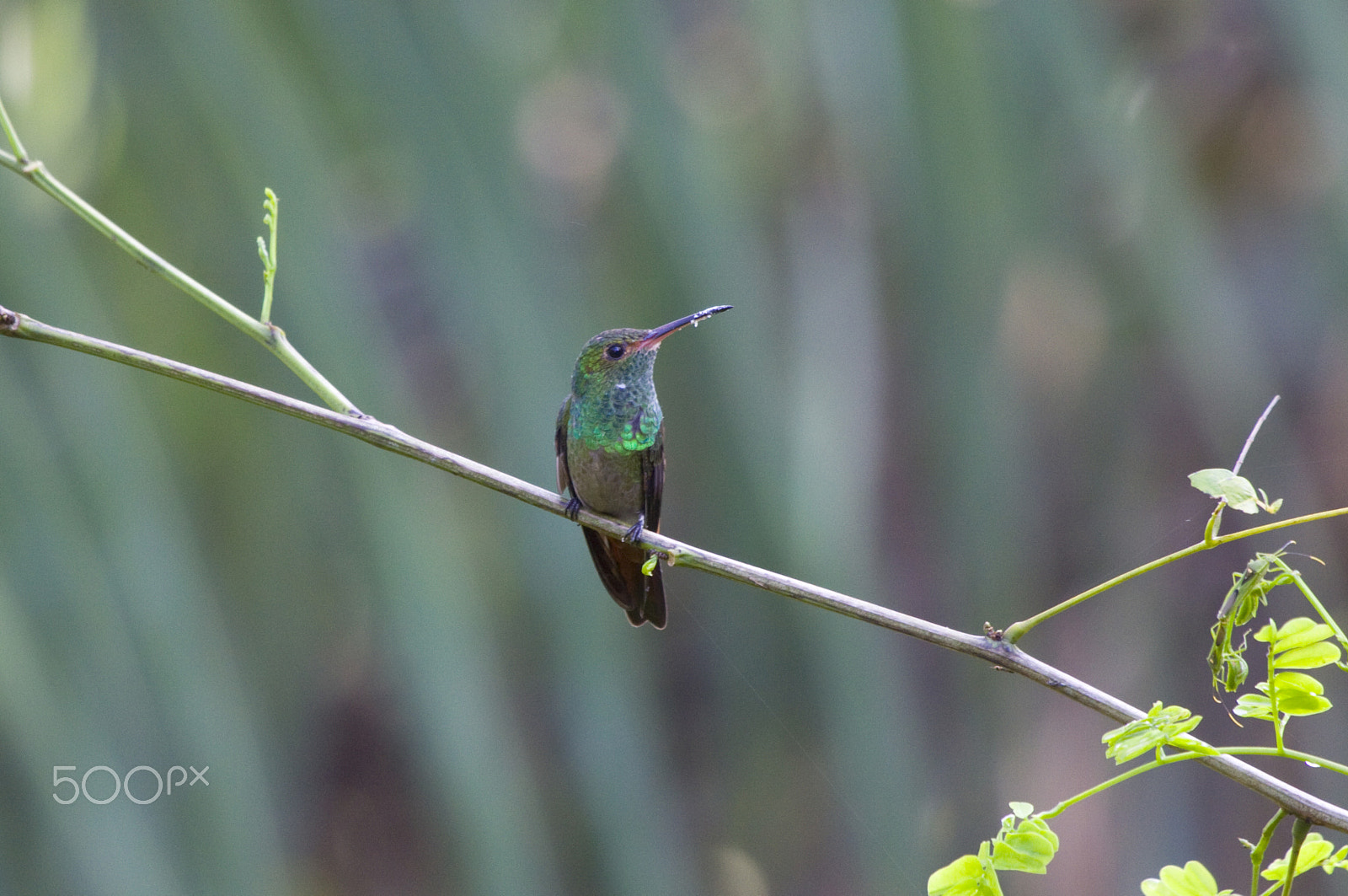 Canon EF 100-400mm F4.5-5.6L IS USM sample photo. Charming hummingbird photography