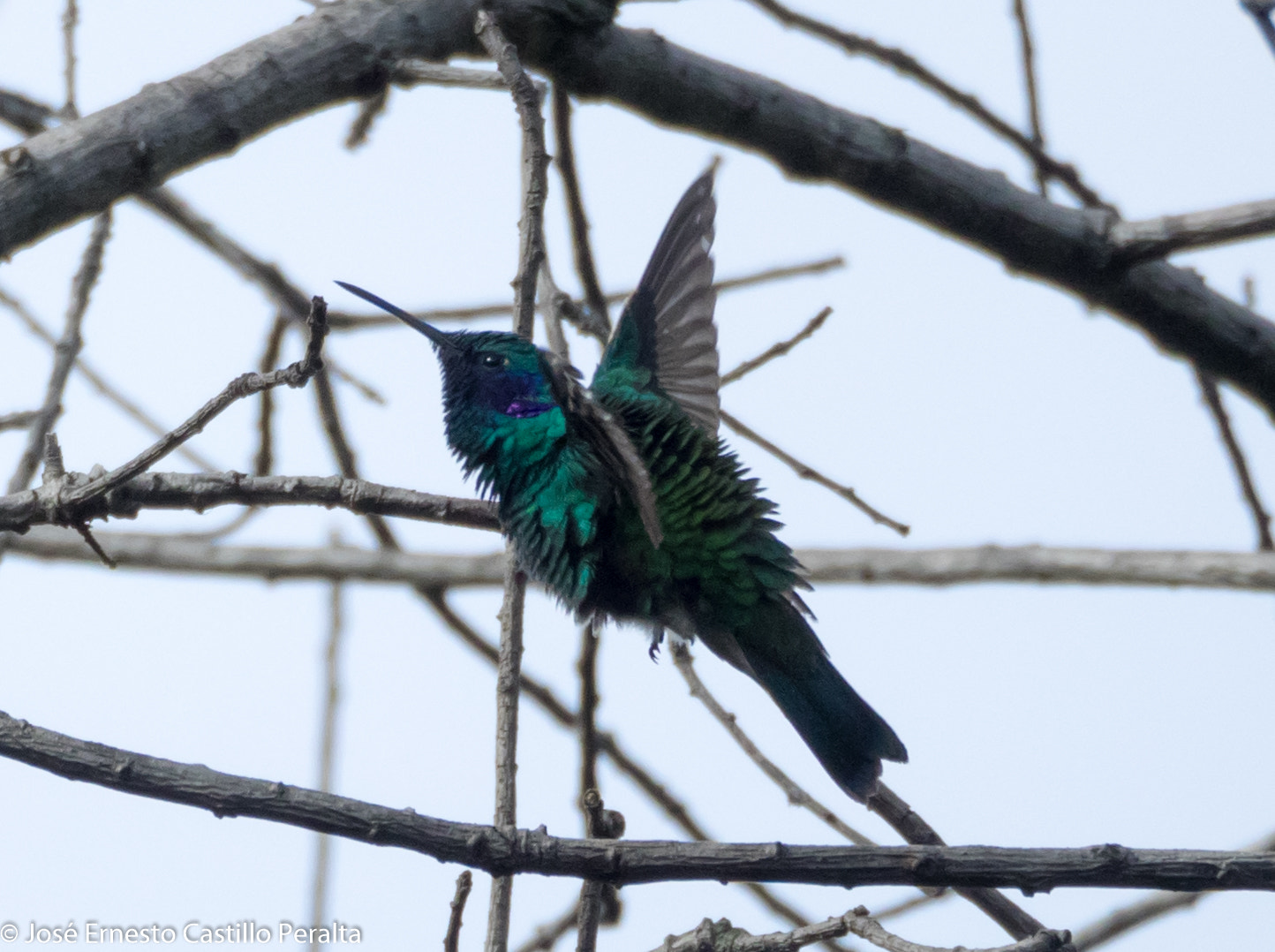 Olympus OM-D E-M1 sample photo. Colibrí chillón / sparkling violetear hummingbird
nombre científico: colibri coruscans
familia:... photography