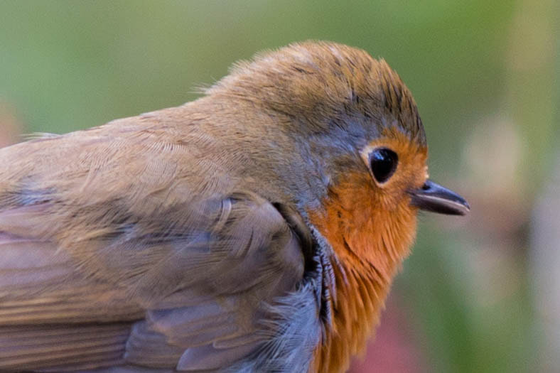 Canon EF 70-200mm F2.8L IS II USM sample photo. Robin red breast photography