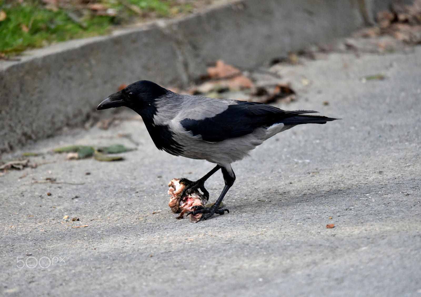 Sigma 150-500mm F5-6.3 DG OS HSM sample photo. Crowe photography