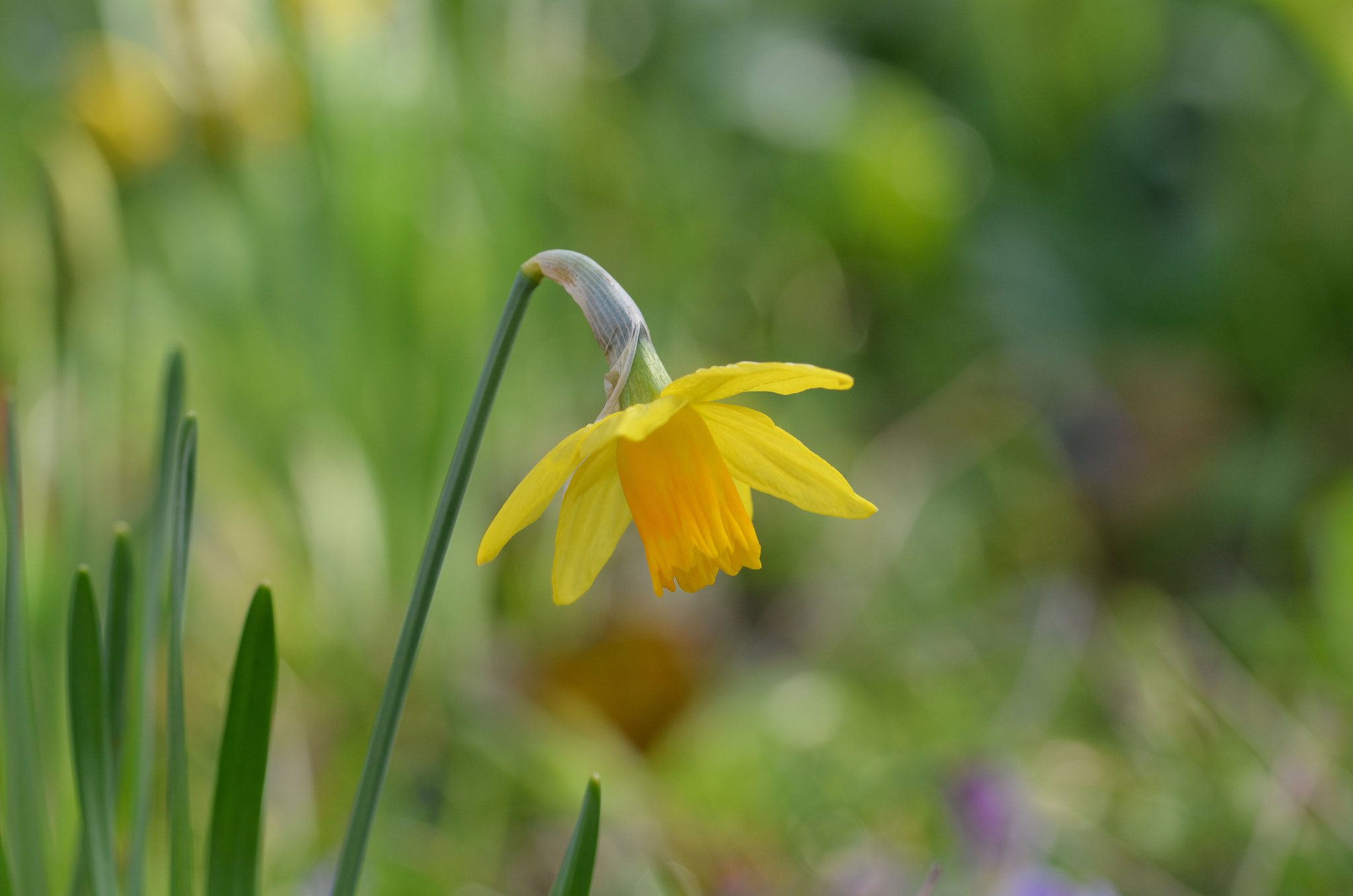 Nikon D5100 + Sigma 105mm F2.8 EX DG OS HSM sample photo. Spring daffodil photography