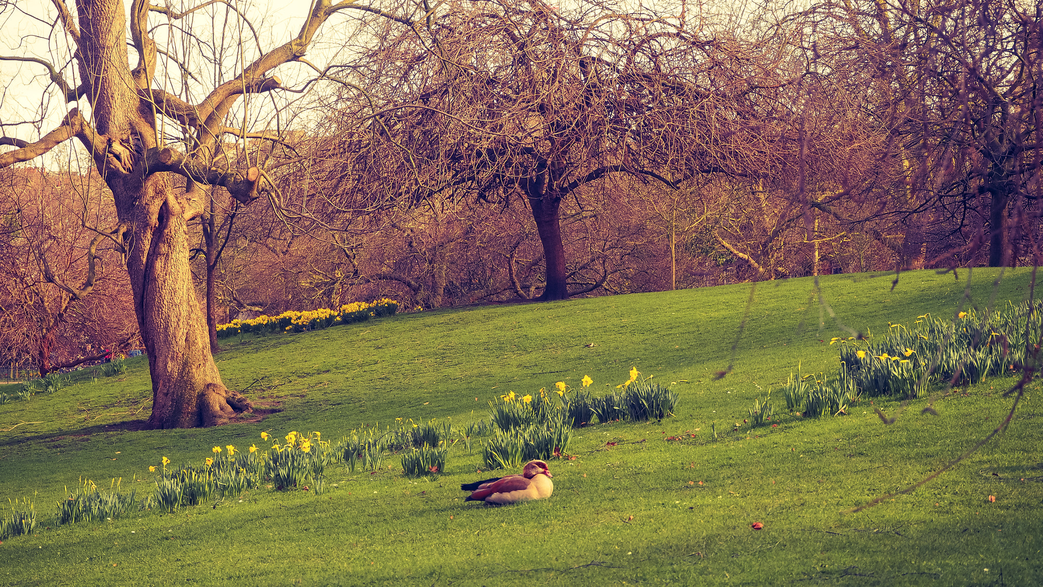 Olympus PEN E-PL7 sample photo. Lonely duck photography