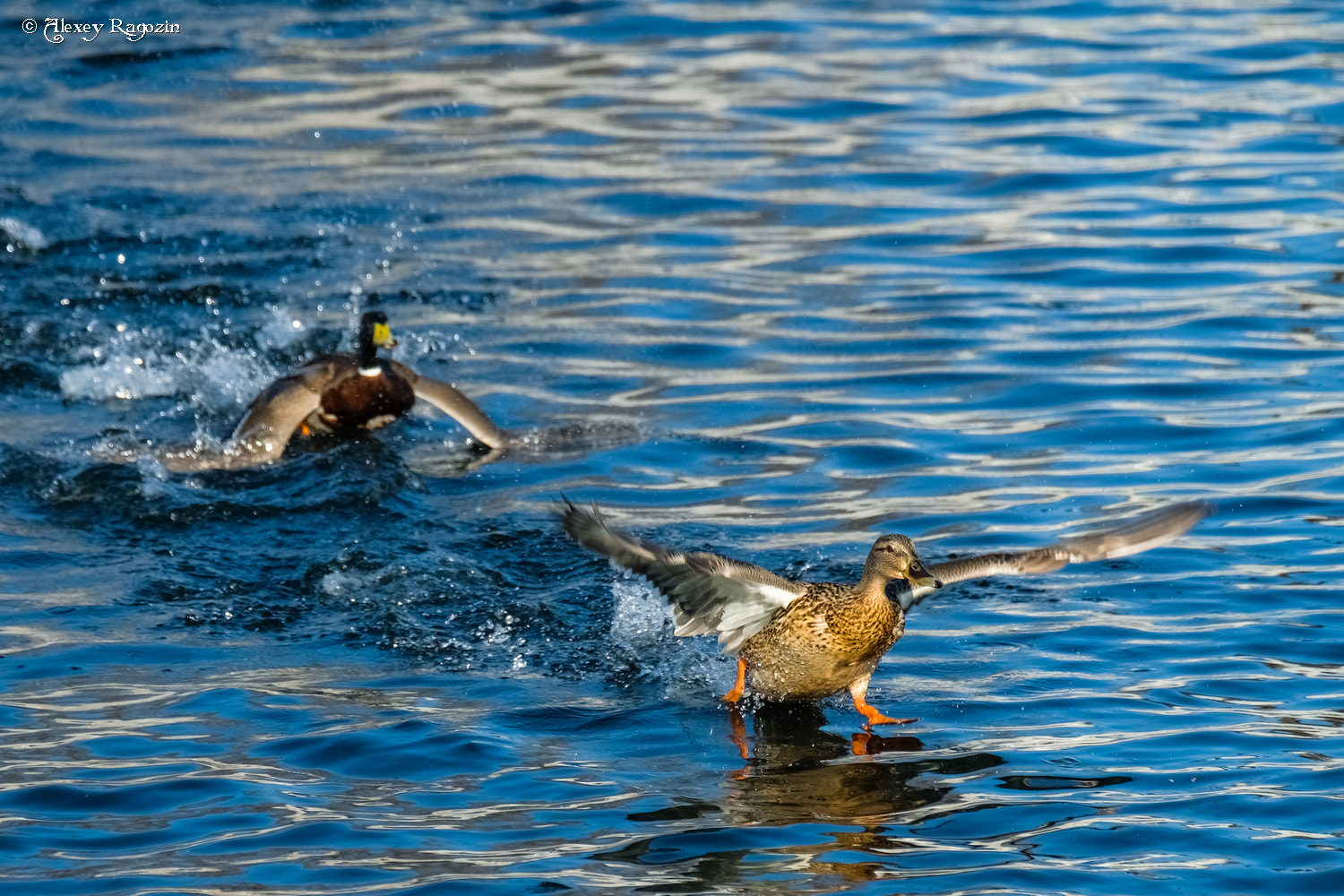 Fujifilm X-T2 + Fujifilm XC 50-230mm F4.5-6.7 OIS sample photo. Running on waves photography