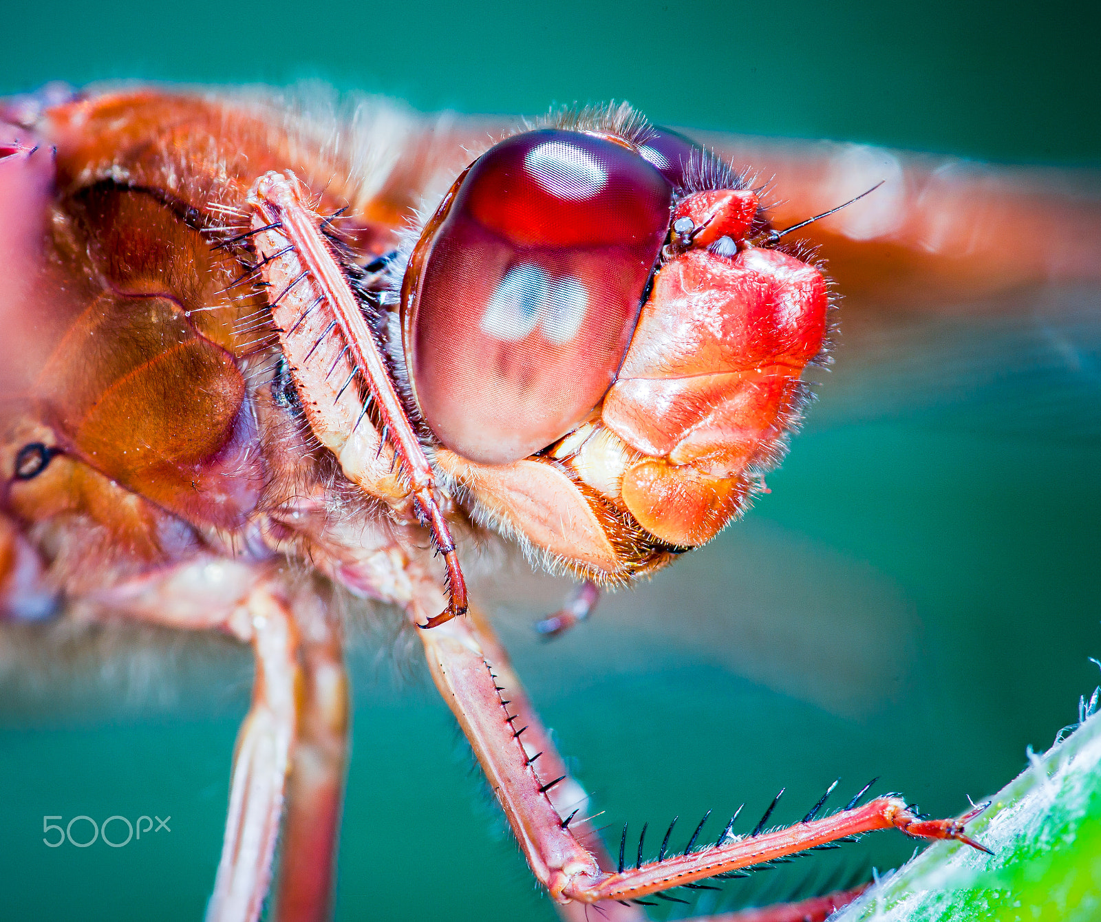 Canon EF 180mm F3.5L Macro USM sample photo. Flame strike photography