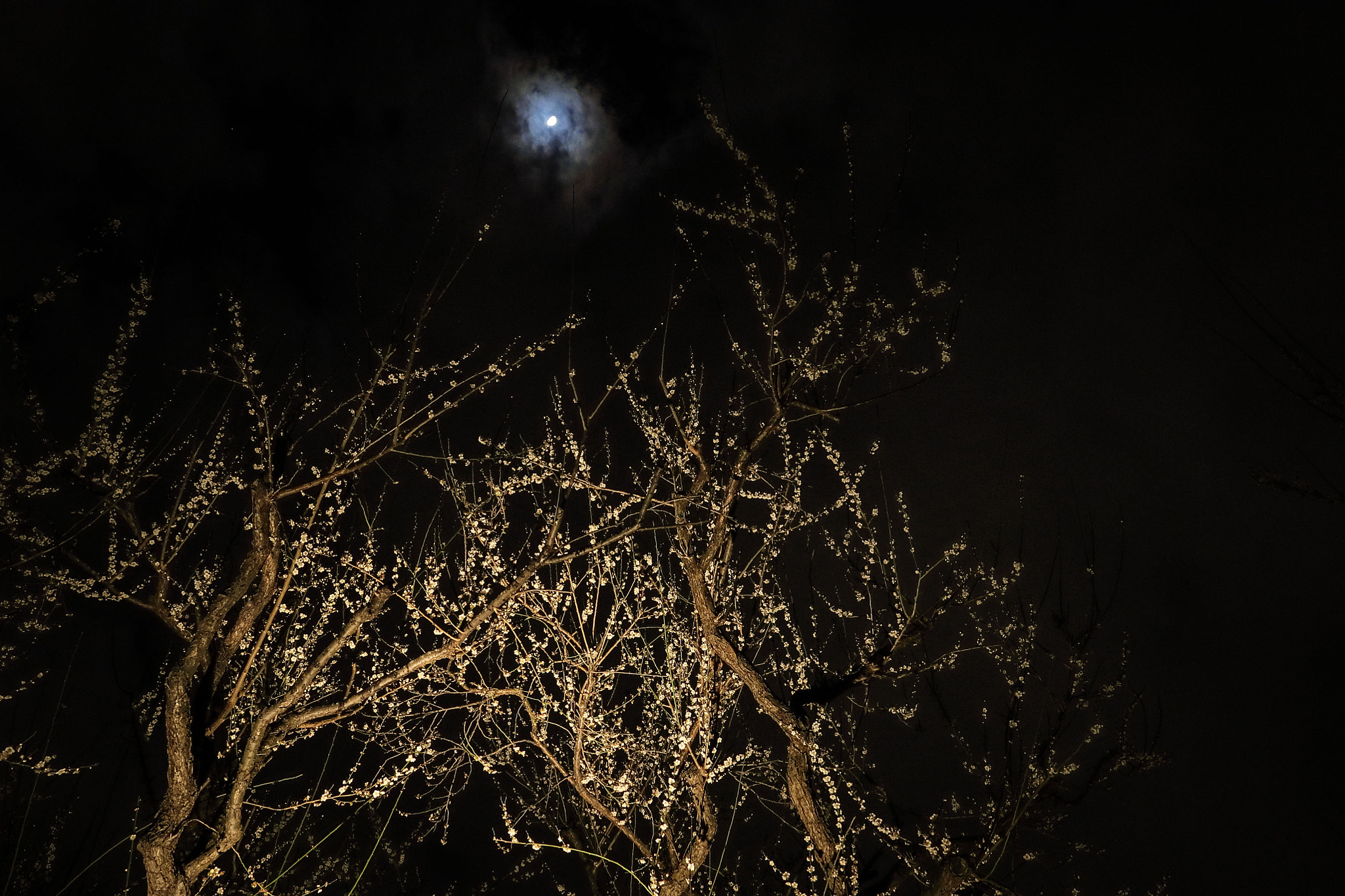 Canon EF 24mm F1.4L II USM sample photo