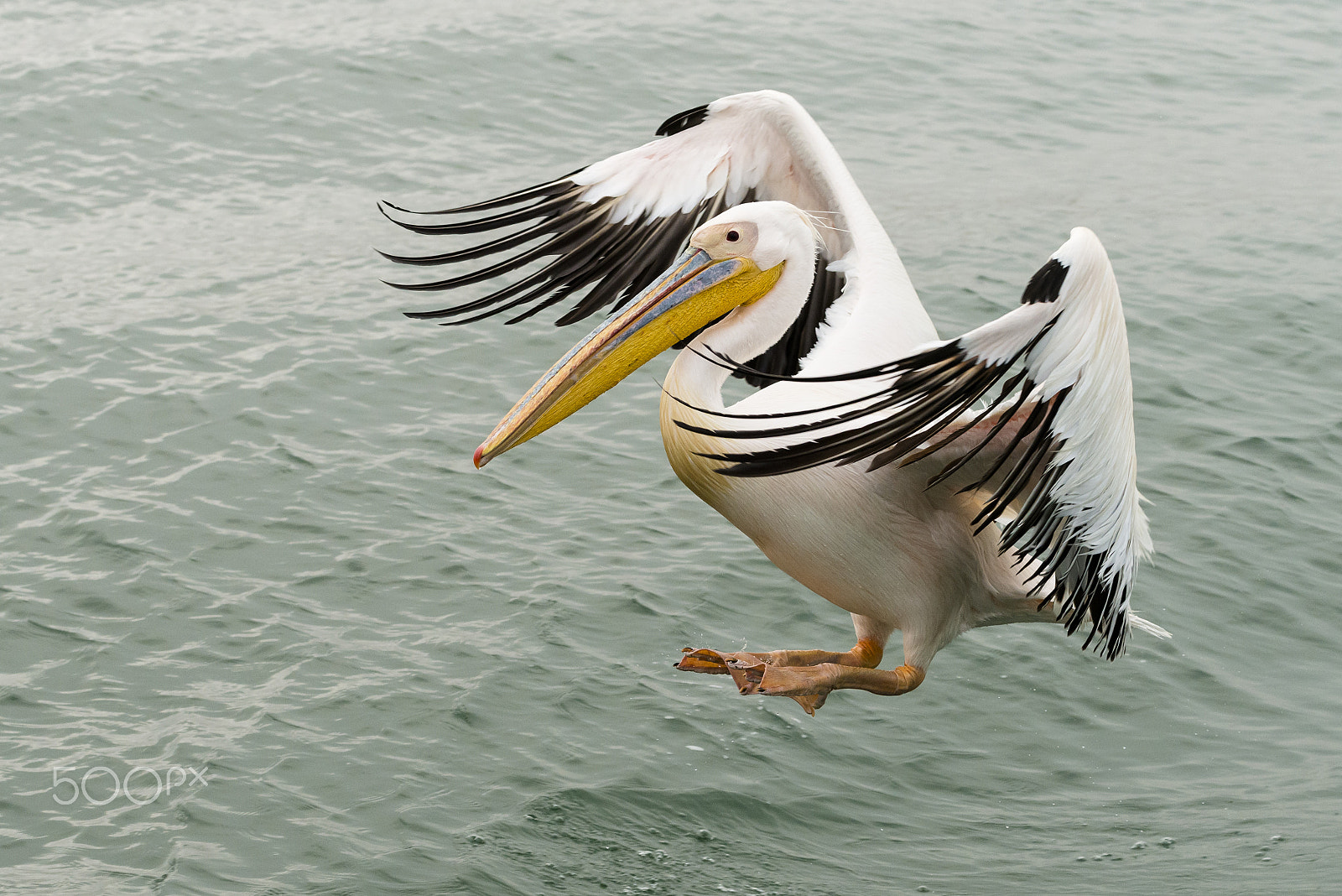 Nikon D800 sample photo. Great white pelican photography