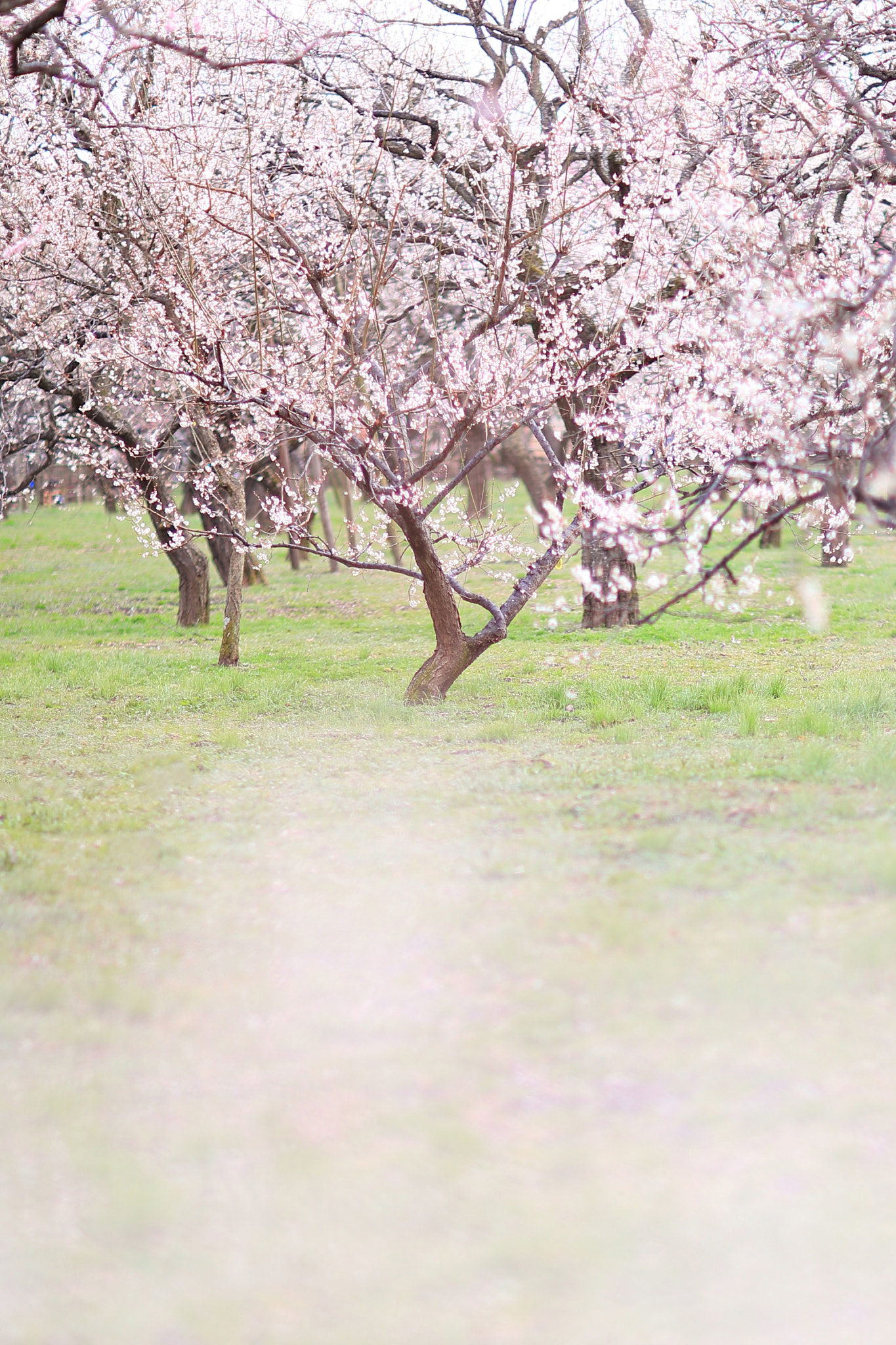 Canon EF 85mm F1.2L II USM sample photo