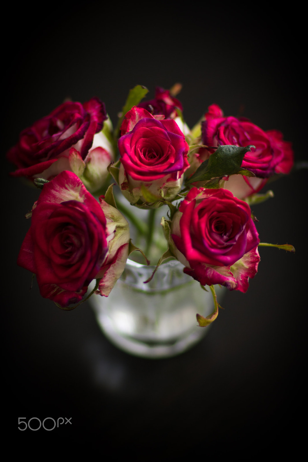 Canon EOS 7D Mark II + Canon EF 85mm F1.2L II USM sample photo. Old roses photography