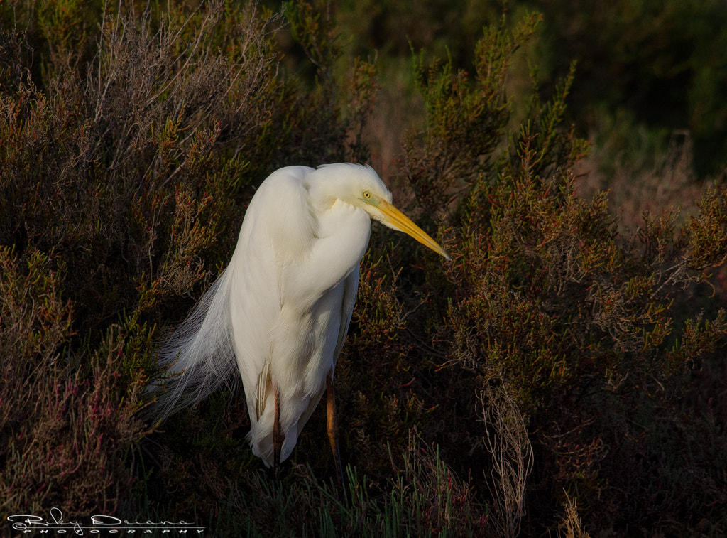 Nikon D7000 + Nikon AF-S Nikkor 300mm F4D ED-IF sample photo. Thinking... photography