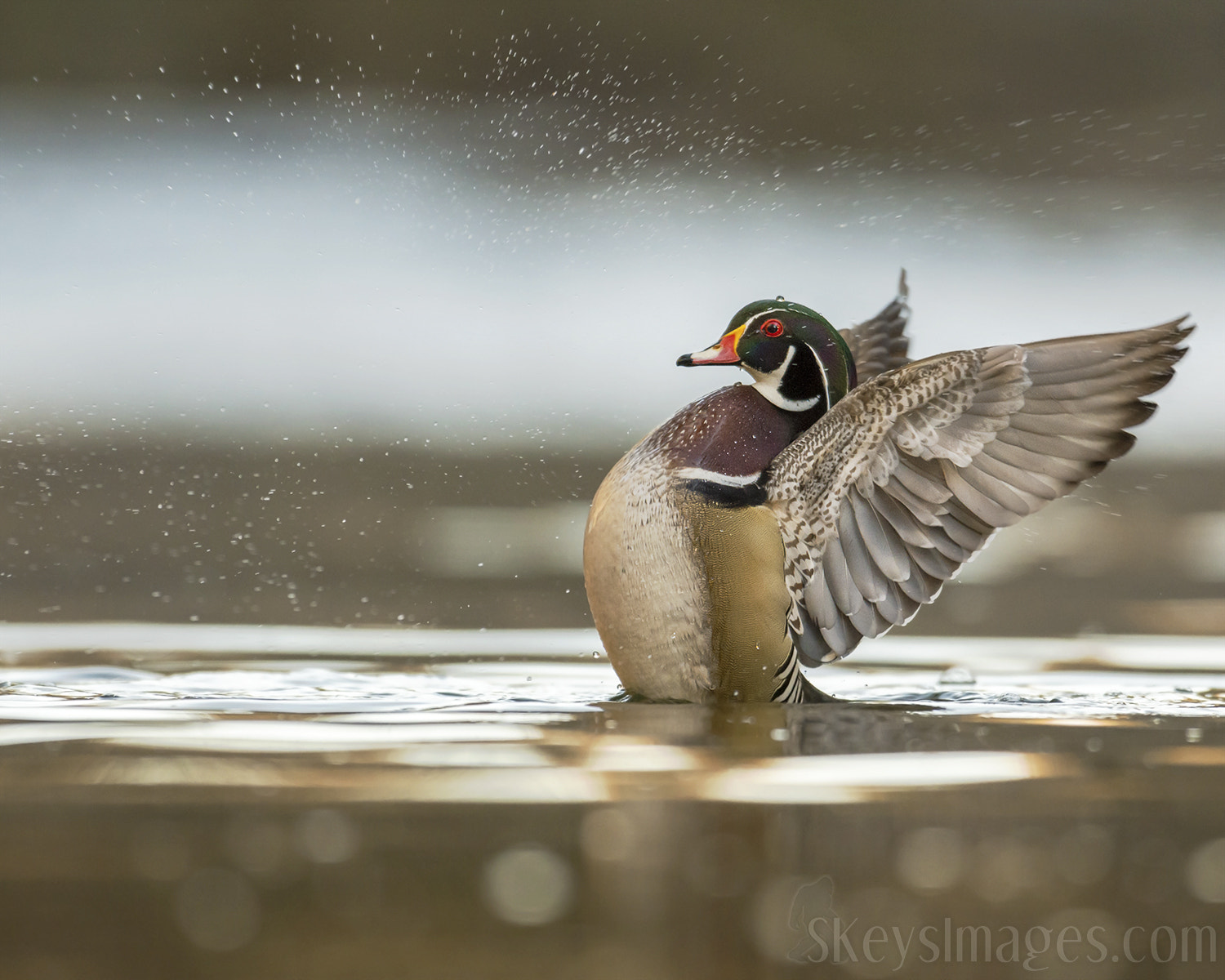 Nikon D7200 + Nikon AF-S Nikkor 500mm F4G ED VR sample photo. Spray (wood duck) photography