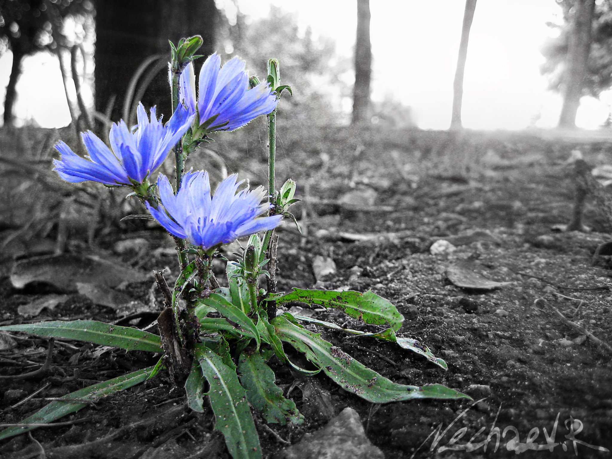 Canon DIGITAL IXUS 75 sample photo. Spring photography