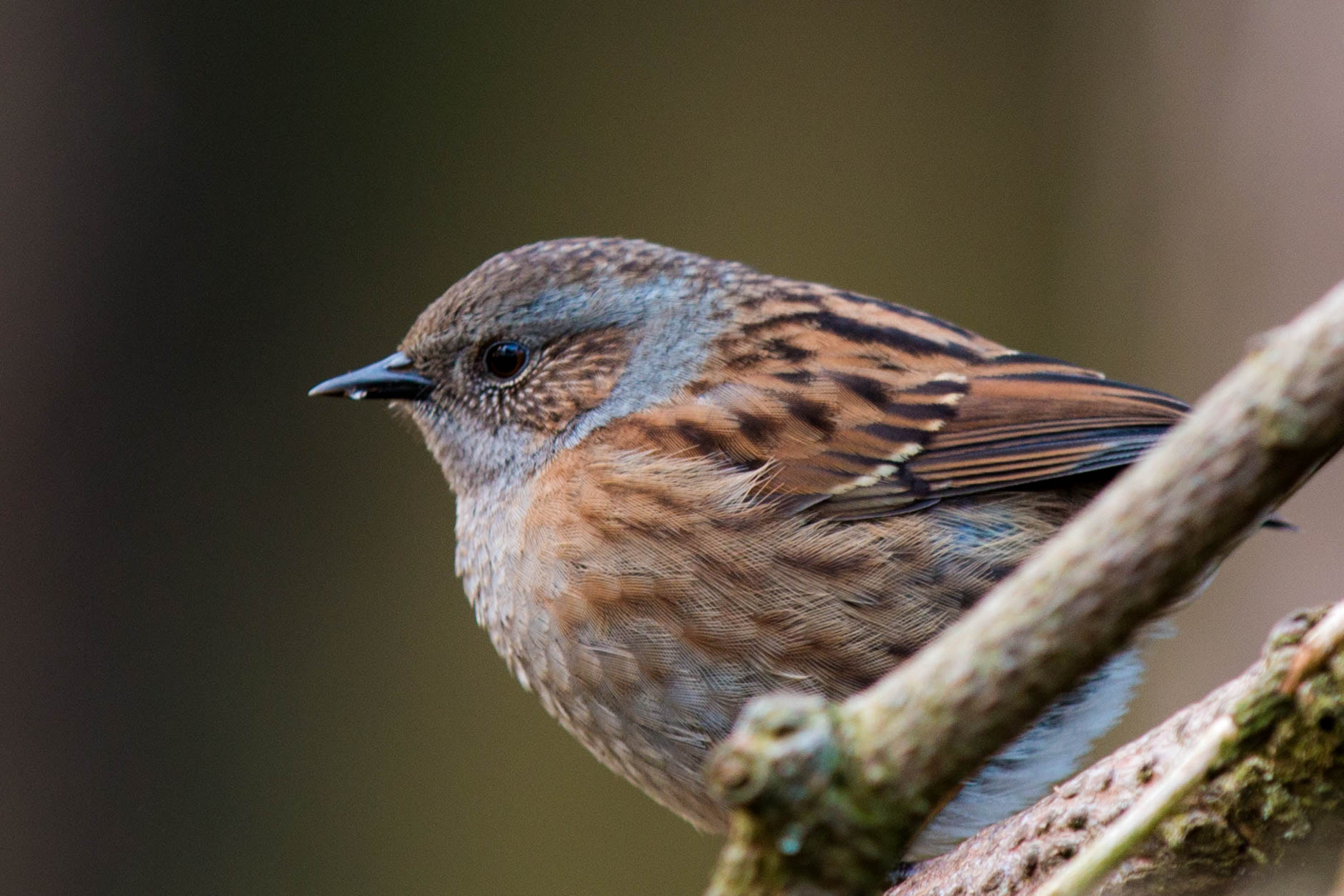 Canon EF 70-200mm F2.8L IS II USM sample photo. Il passero solitario photography