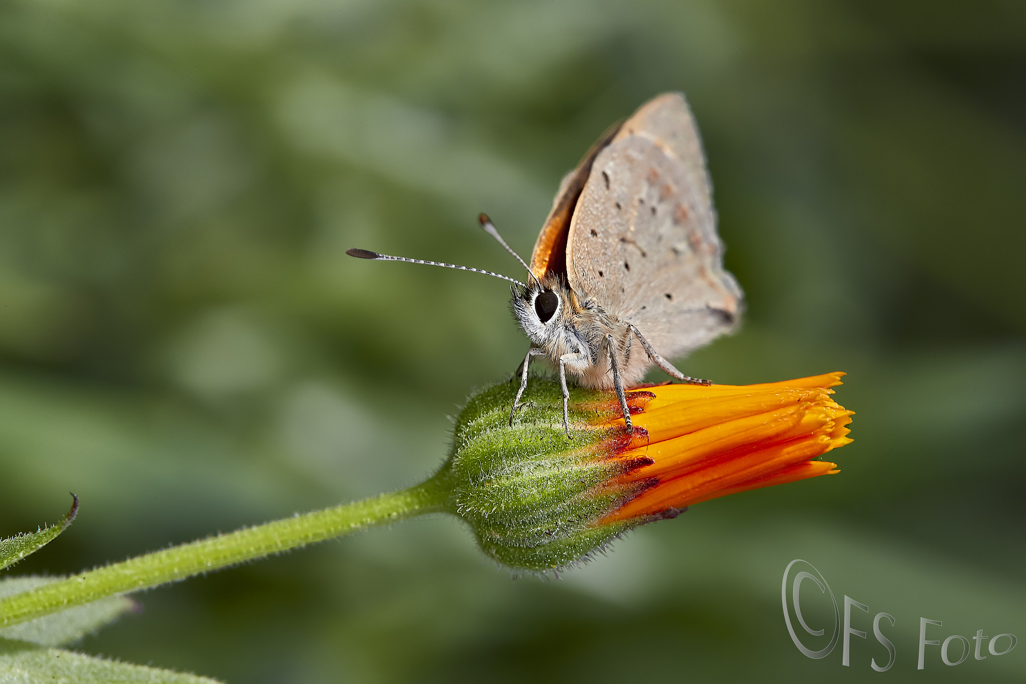 Canon EF 100mm F2.8L Macro IS USM sample photo. Farfalla photography