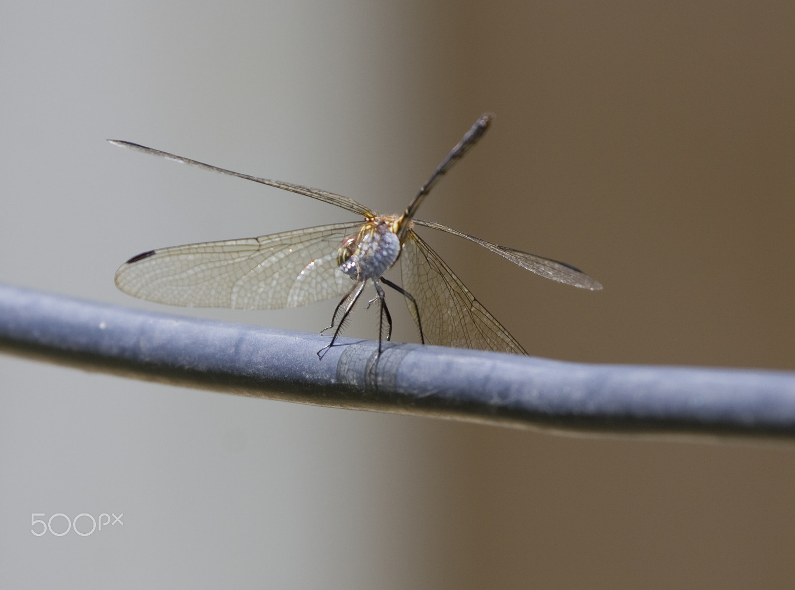 Canon EF 100-400mm F4.5-5.6L IS USM sample photo. Confusion photography