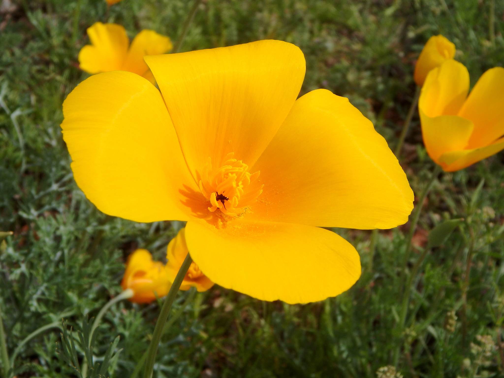 Olympus TG-850 sample photo. Mexican poppy. photography