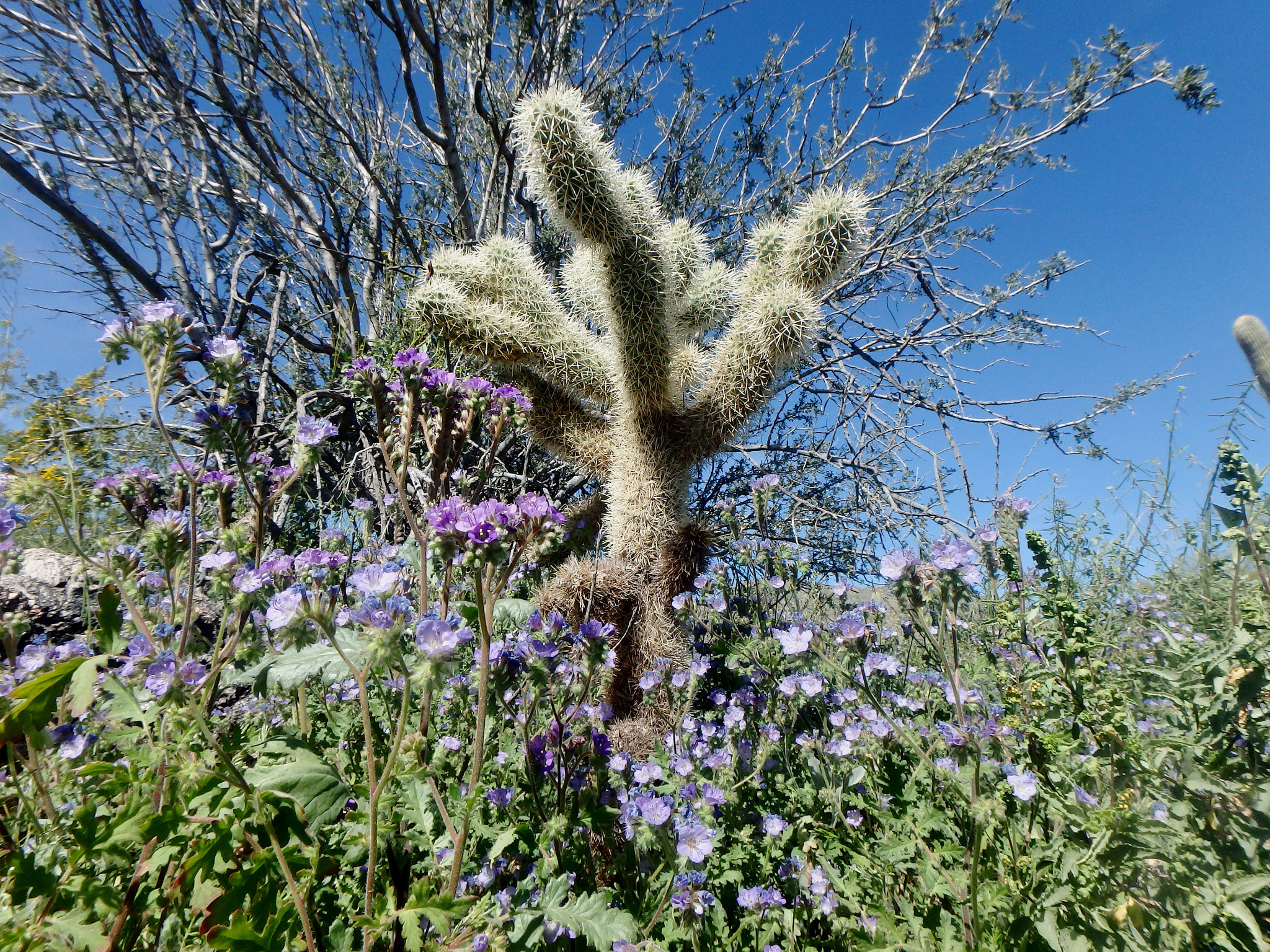 Olympus TG-850 sample photo. Jumping cholla. photography