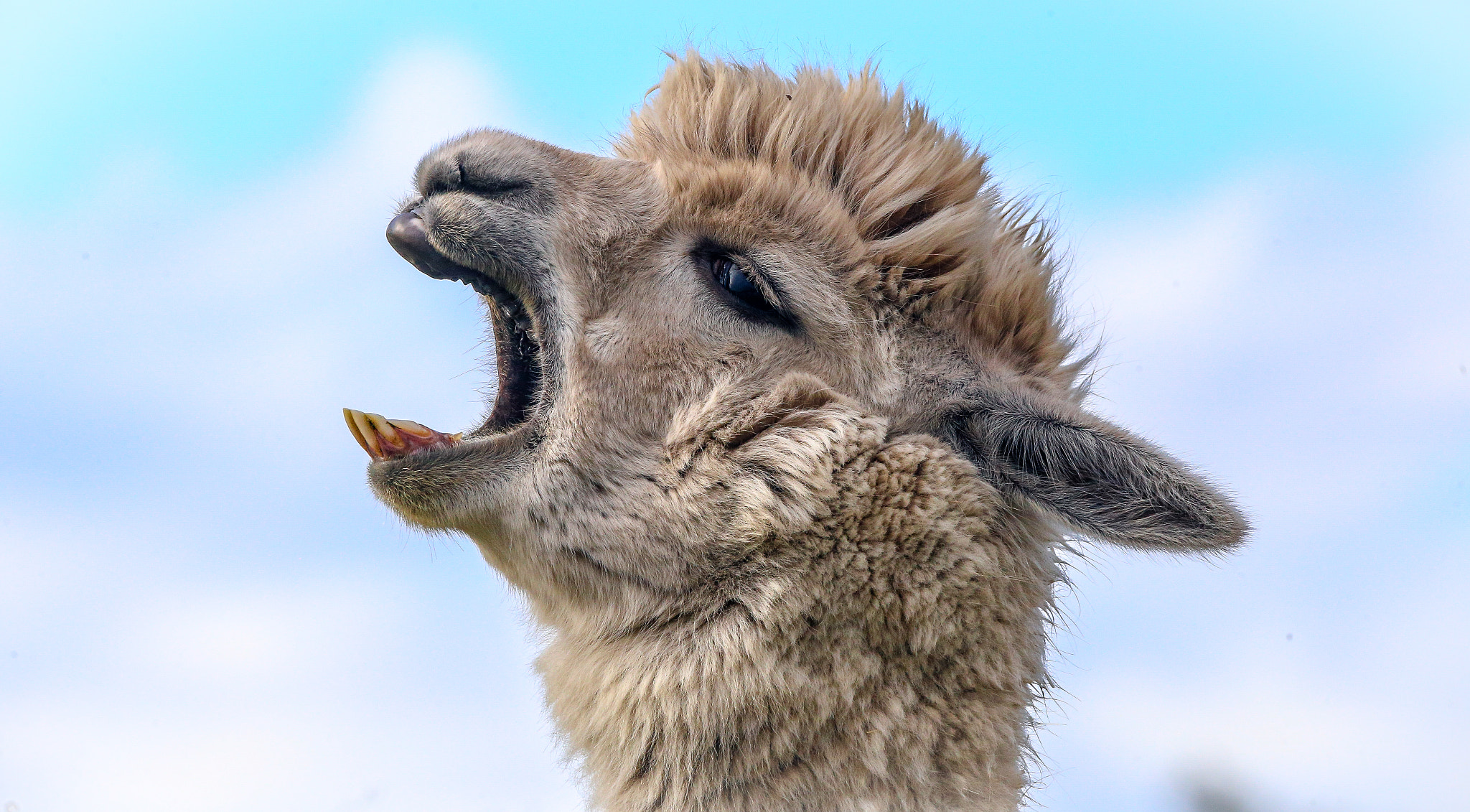 Sigma 150-600mm F5-6.3 DG OS HSM | C sample photo. The scream photography