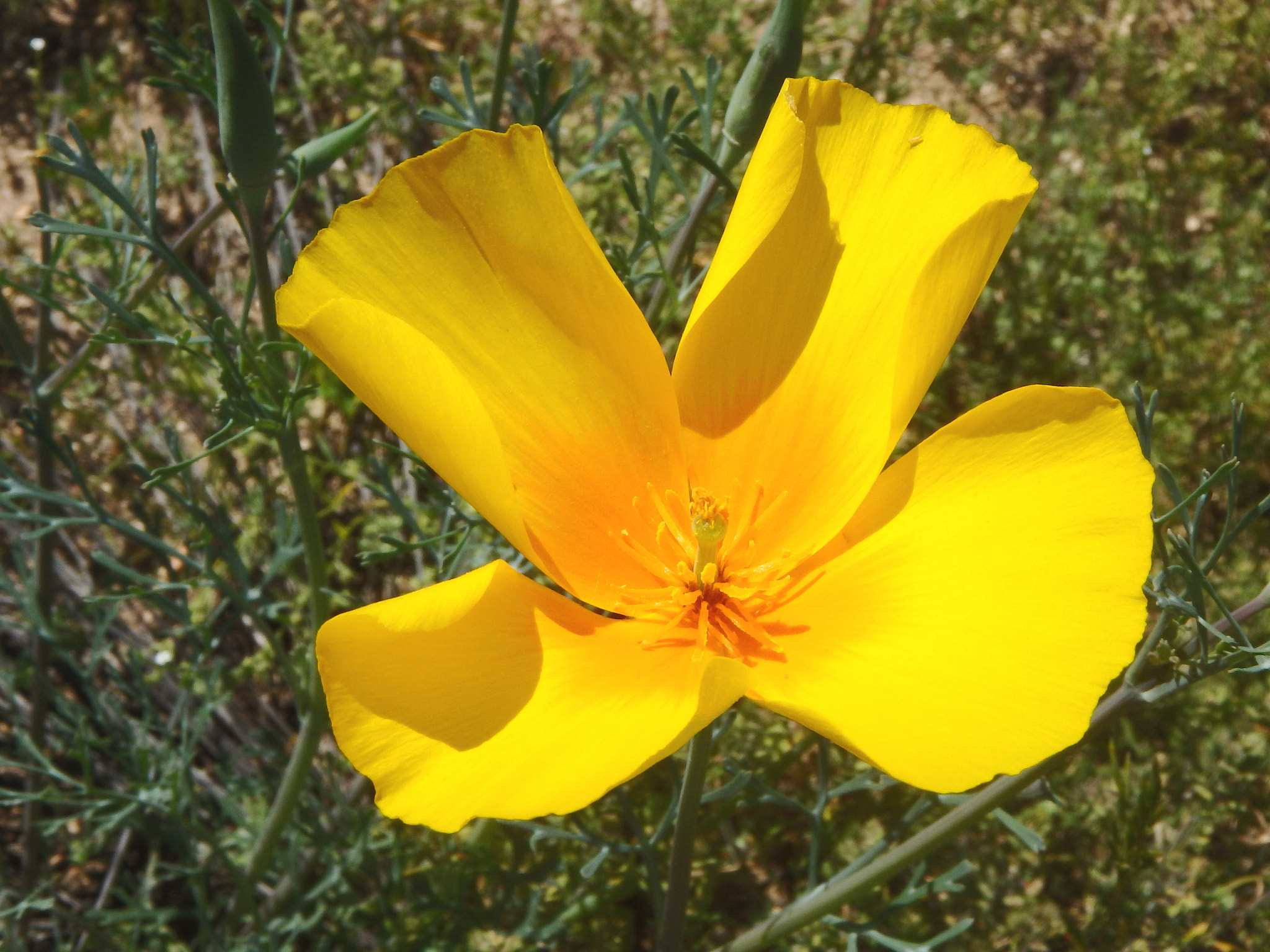 Olympus TG-850 sample photo. Beauty in the desert. photography