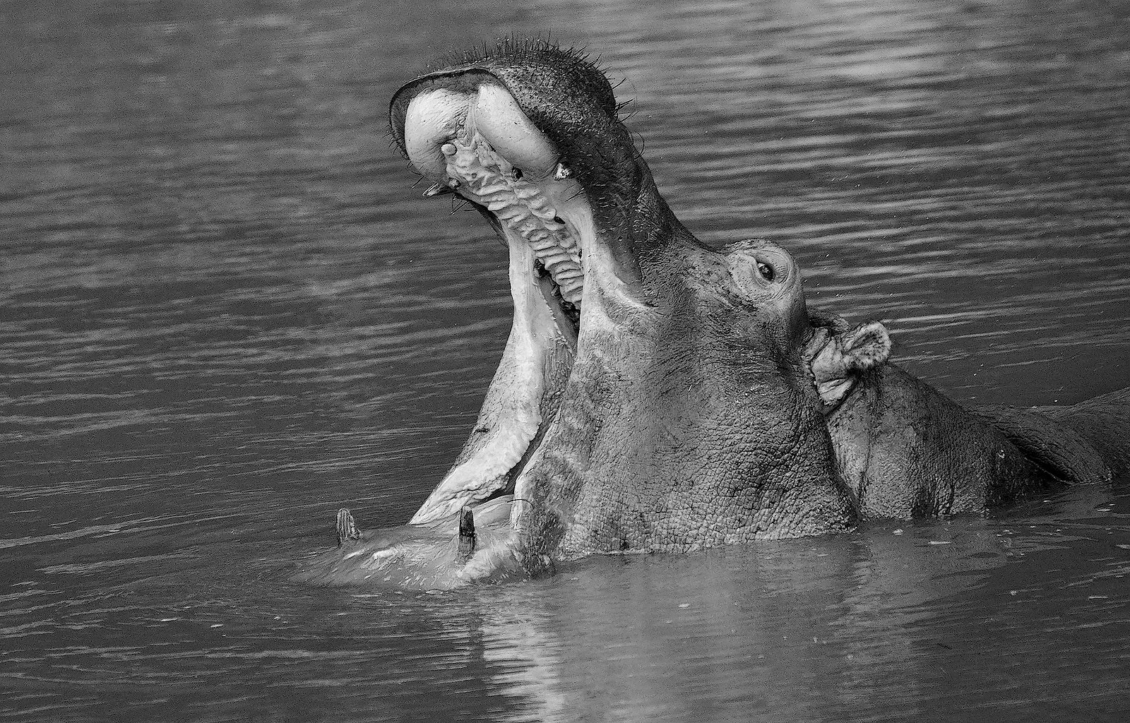 Nikon D7000 + Sigma 150-500mm F5-6.3 DG OS HSM sample photo. Hippo - bw photography