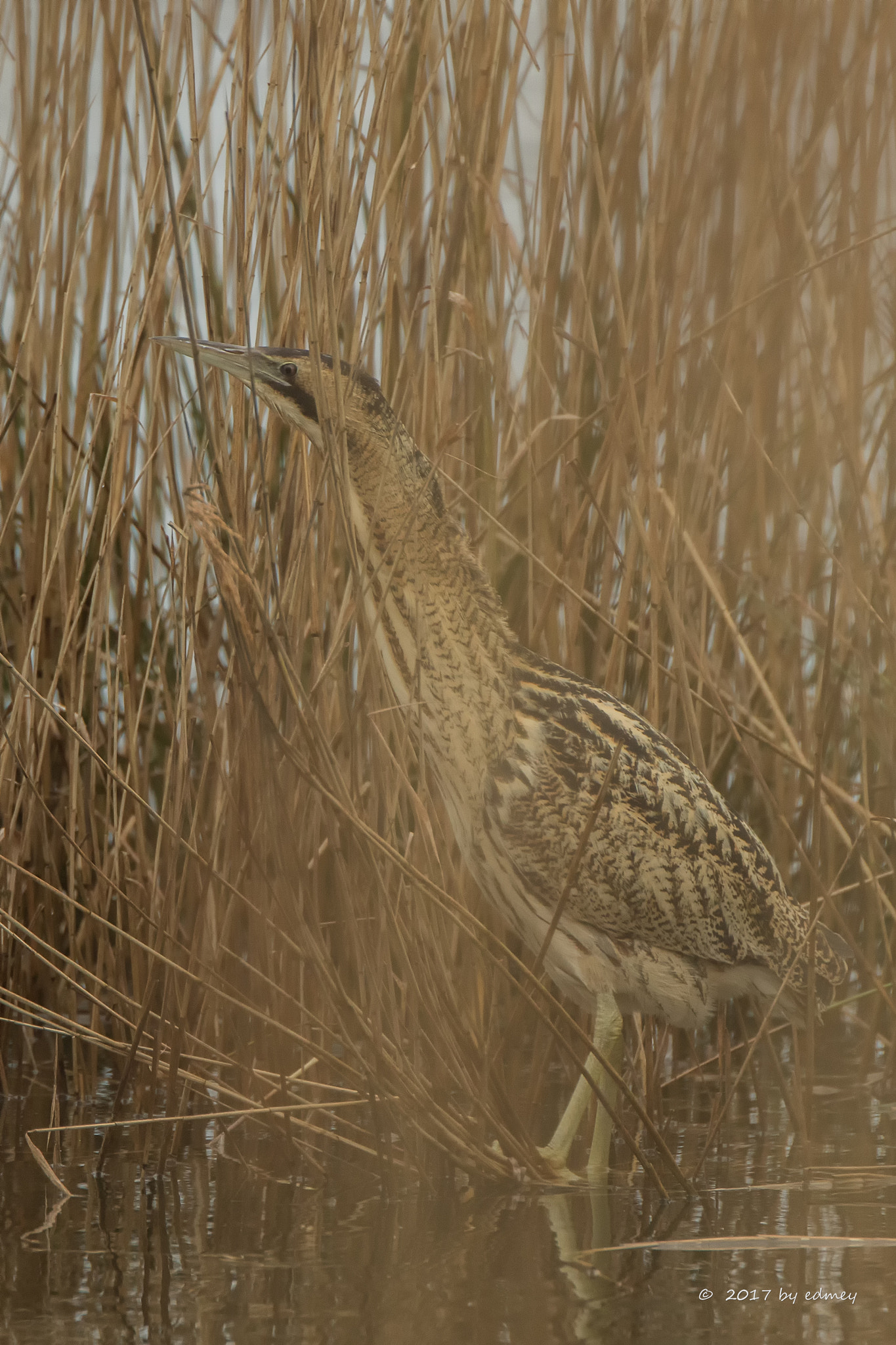 Canon EF 500mm F4L IS USM sample photo. Hidden bird photography