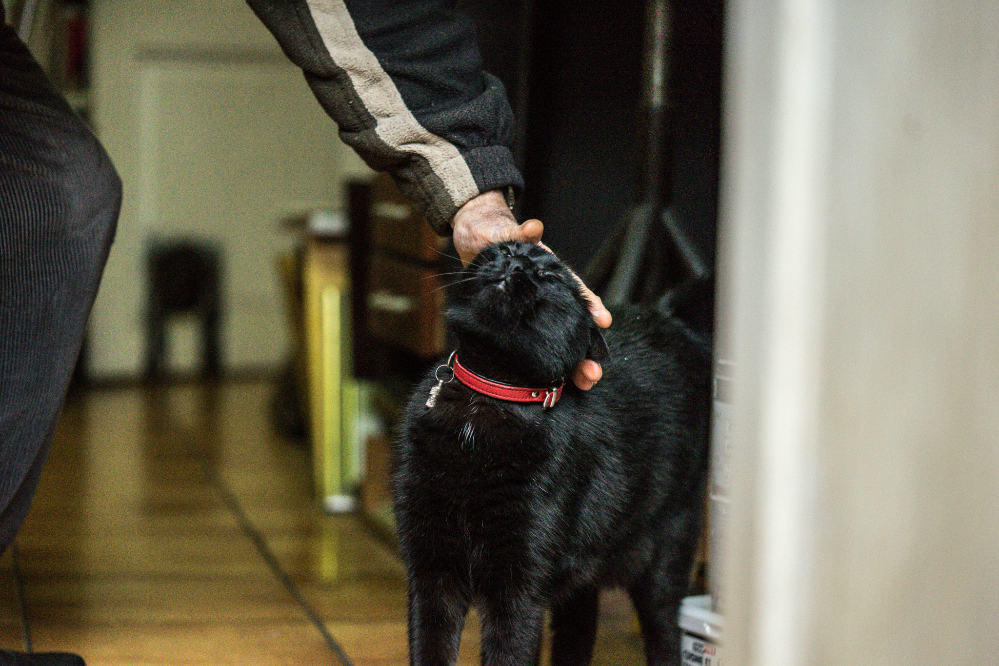Sony a7 II + Sony FE 90mm F2.8 Macro G OSS sample photo. The artist and his cat photography