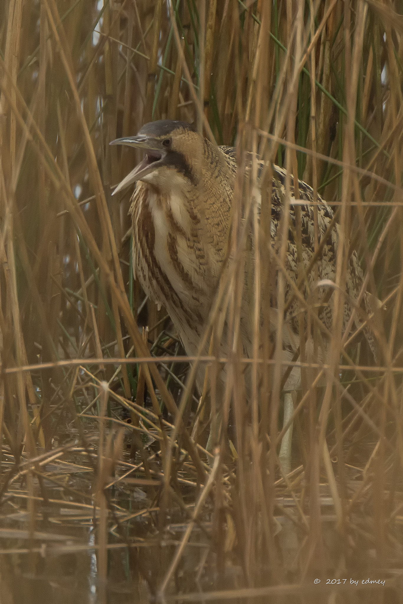 Canon EF 500mm F4L IS USM sample photo. Camouflage photography