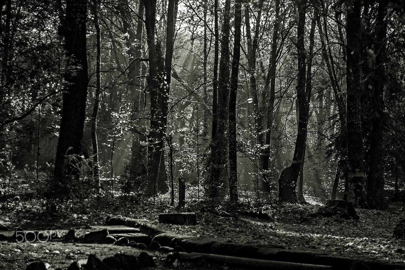 Canon EOS 500D (EOS Rebel T1i / EOS Kiss X3) sample photo. Back to the forest. photography
