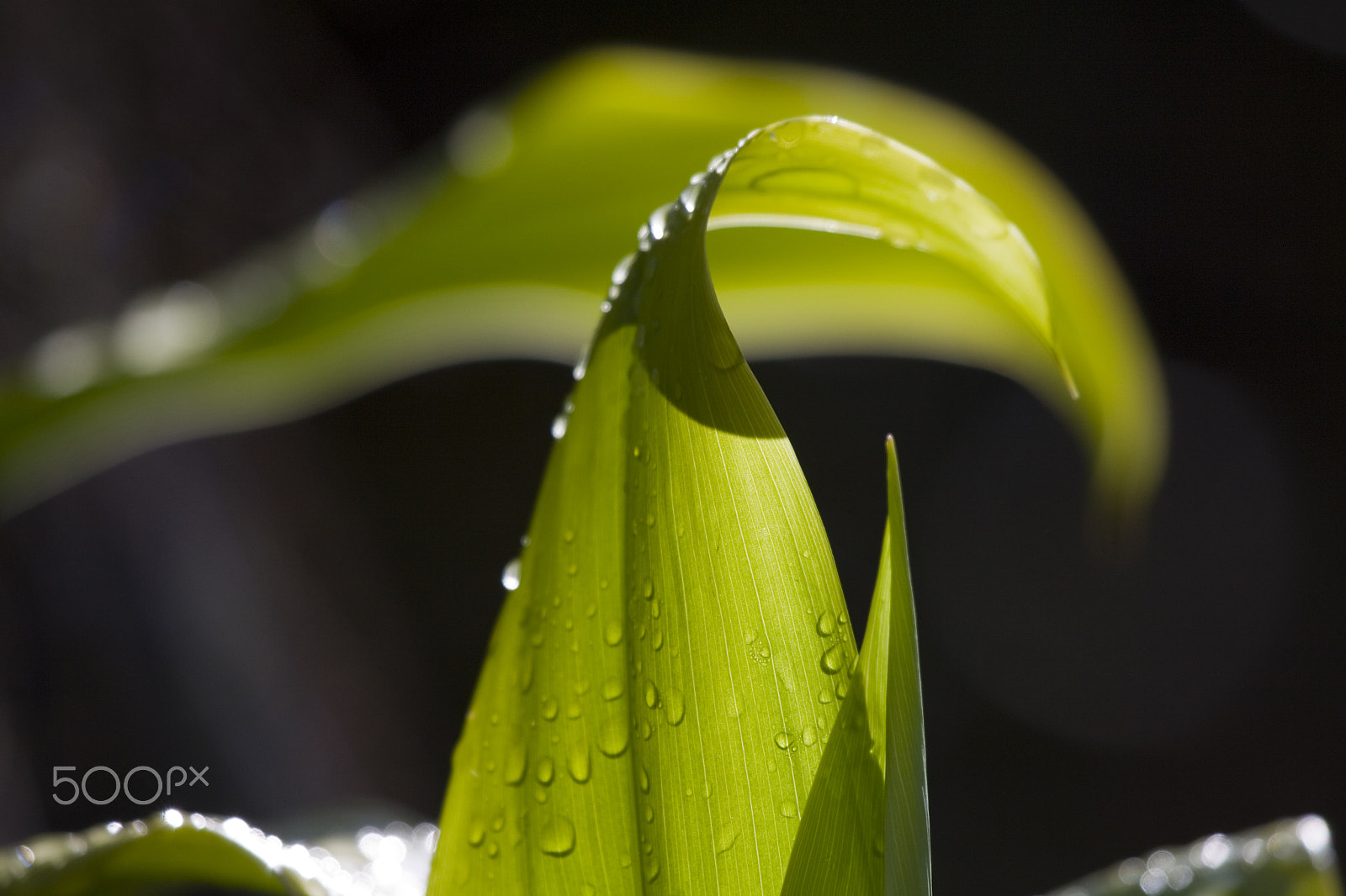Canon EF 100-400mm F4.5-5.6L IS USM sample photo. Thankful photography