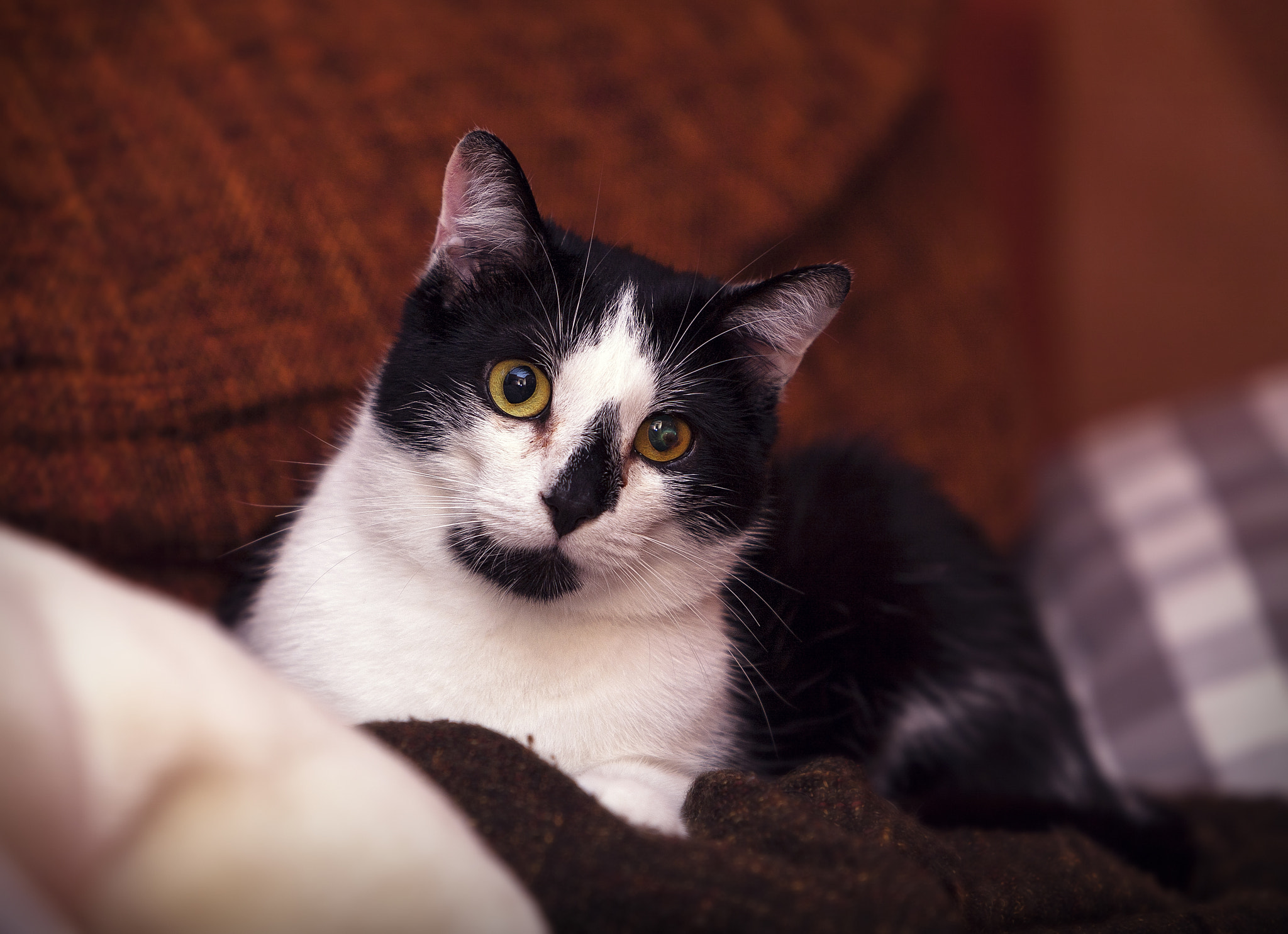 Canon EF 70-200mm F2.8L IS USM sample photo. Kilian photography