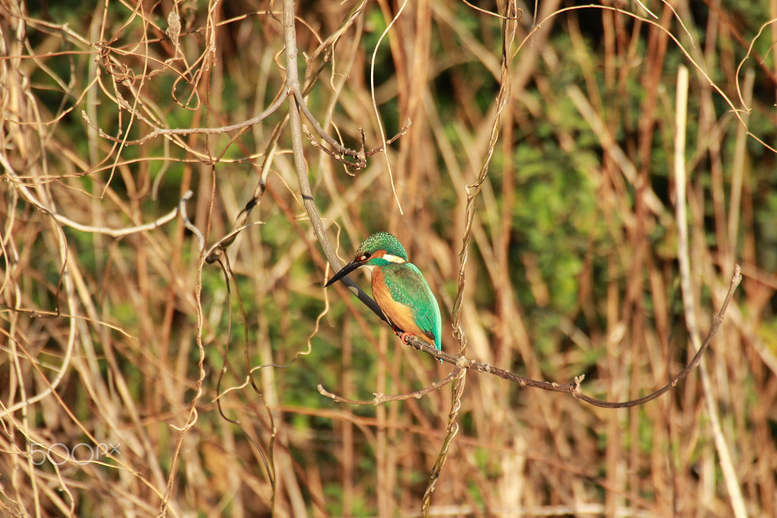 Canon EOS 60D sample photo. Kingfisher photography