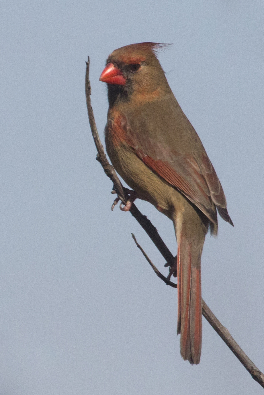 Canon EF 100-400mm F4.5-5.6L IS USM sample photo. Img photography