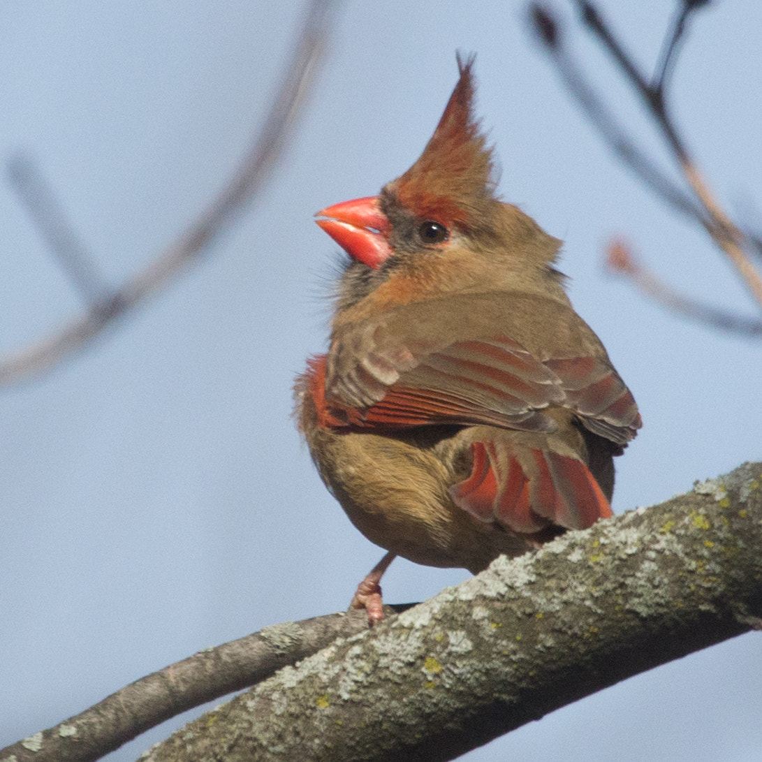 Canon EF 100-400mm F4.5-5.6L IS USM sample photo. Fcardinal photography