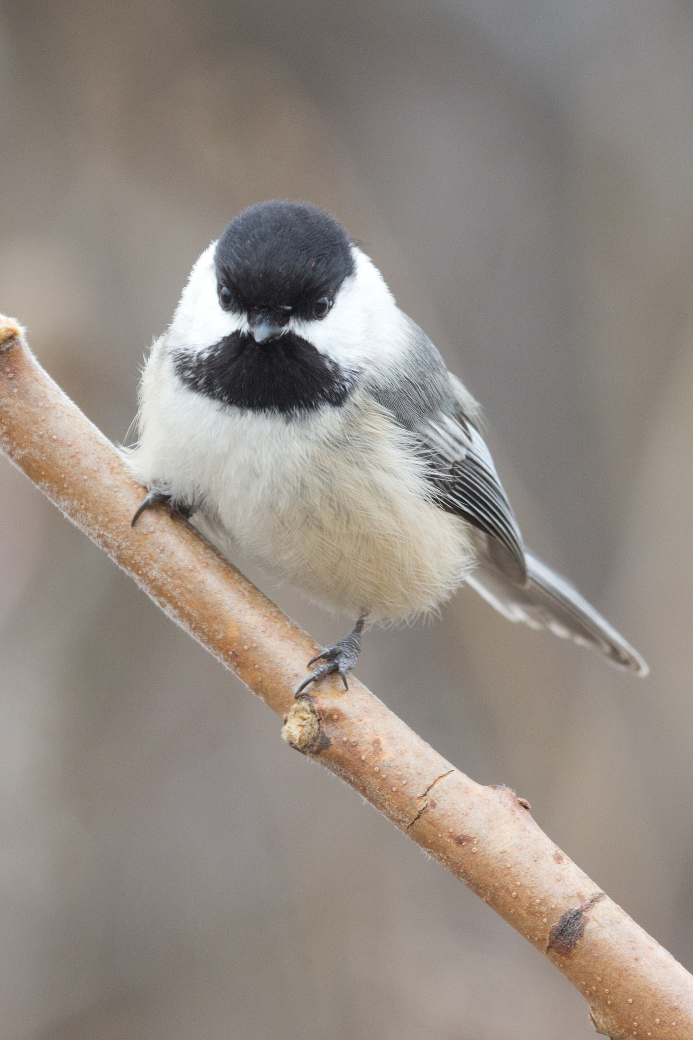 Canon EF 100-400mm F4.5-5.6L IS USM sample photo. Black-capped chickadee photography