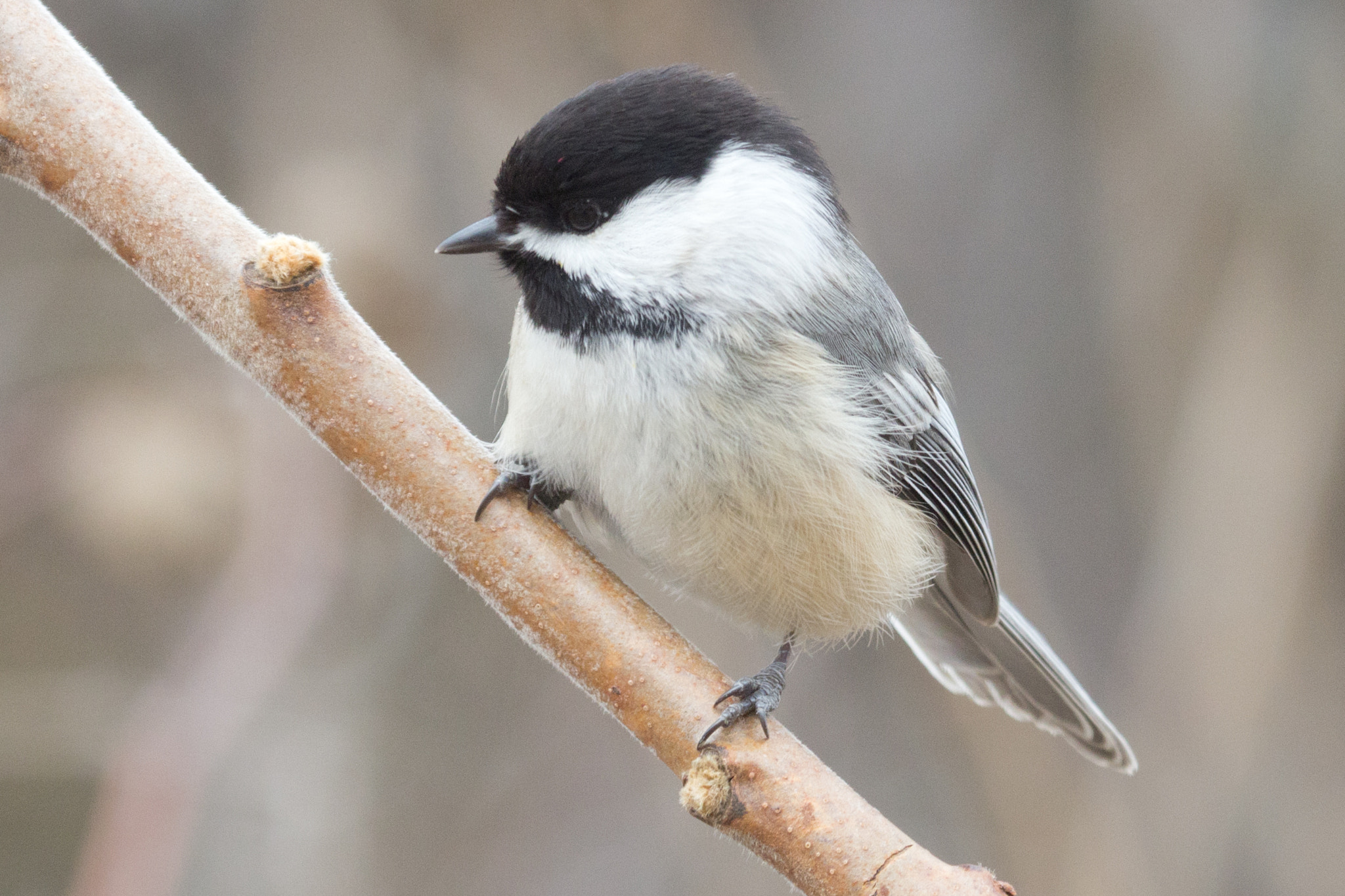 Canon EF 100-400mm F4.5-5.6L IS USM sample photo. Black-capped chickadee photography