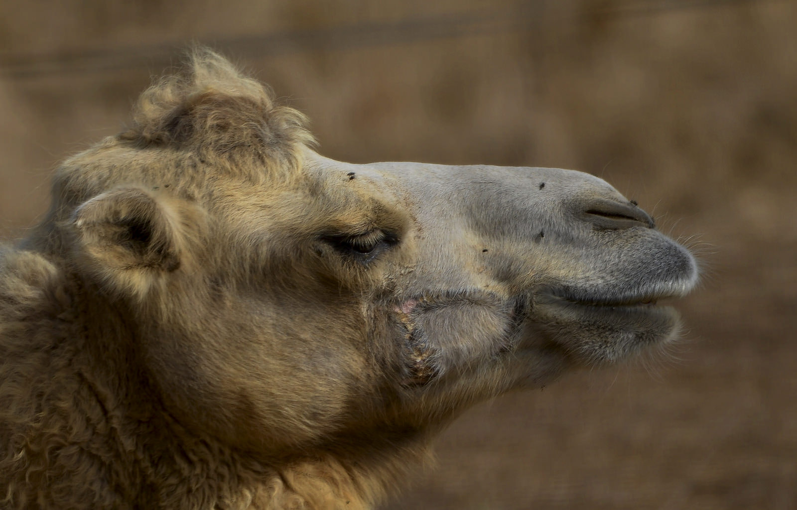 Nikon D7000 + Sigma 150-500mm F5-6.3 DG OS HSM sample photo. Camel portrait photography