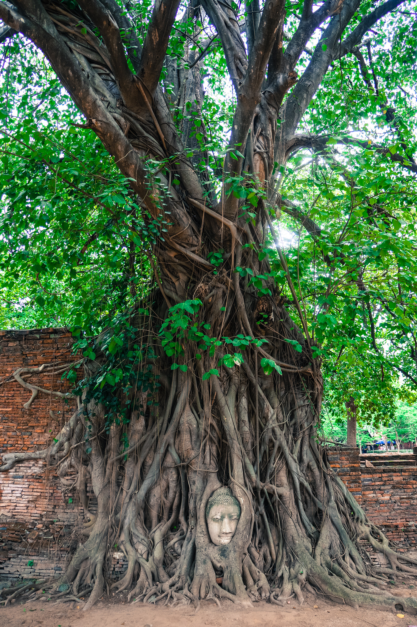 Tamron 18-200mm F3.5-6.3 Di III VC sample photo. Buddha tree photography
