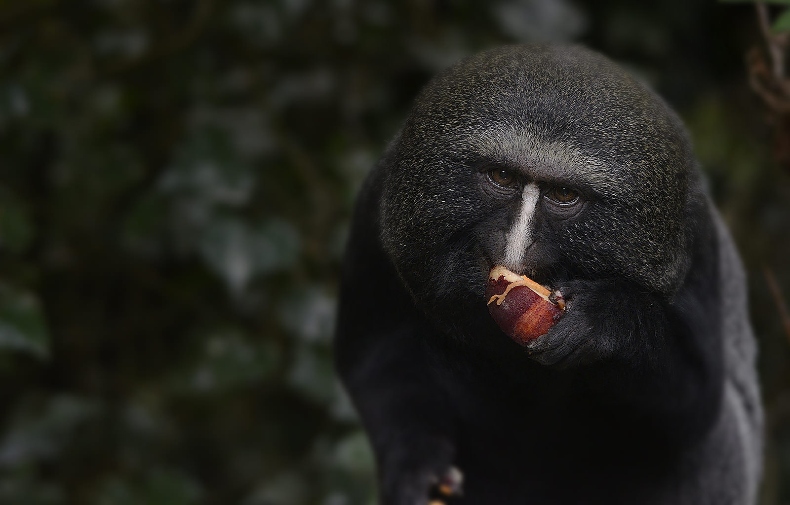 Sigma 150-500mm F5-6.3 DG OS HSM sample photo. Hamlyn's monkey photography