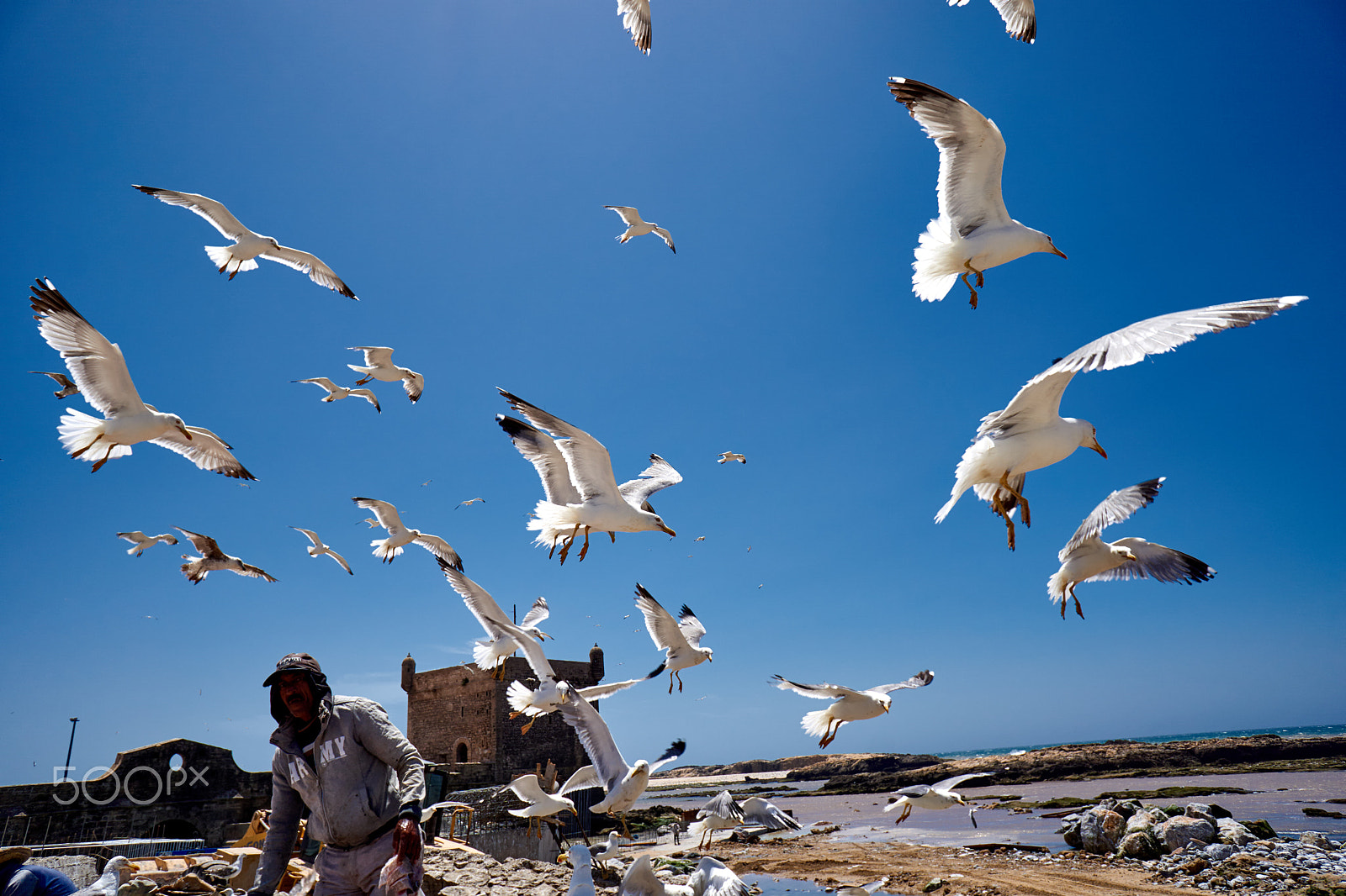 Sony a6000 + Sony E 16mm F2.8 sample photo. Seagulls photography