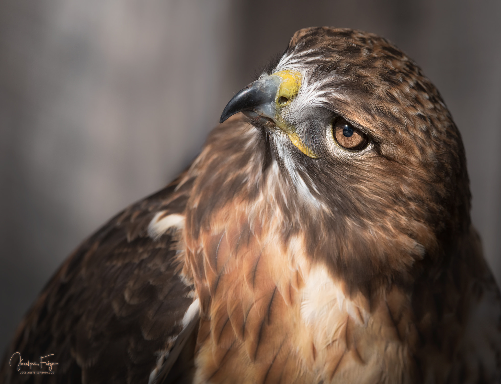 Nikon D750 sample photo. Kaïla the red-tailed hawk photography