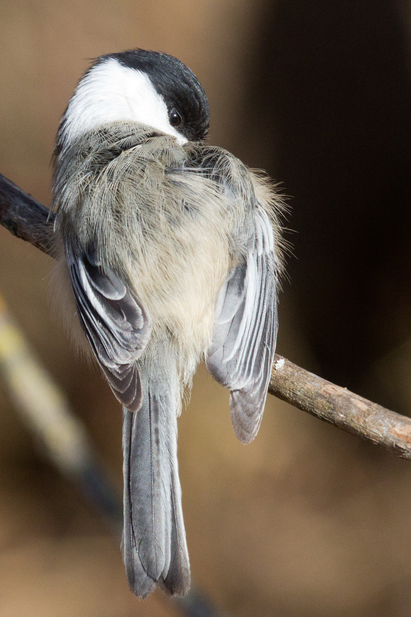Canon EOS 60D + Canon EF 100-400mm F4.5-5.6L IS USM sample photo. Black-capped chickadee photography