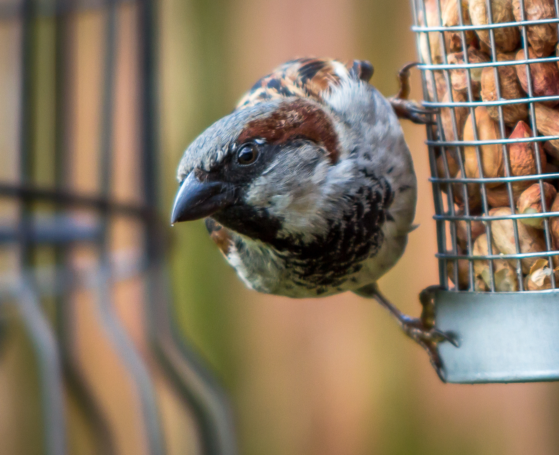 Canon EF 70-200mm F2.8L USM sample photo. House sparrow photography