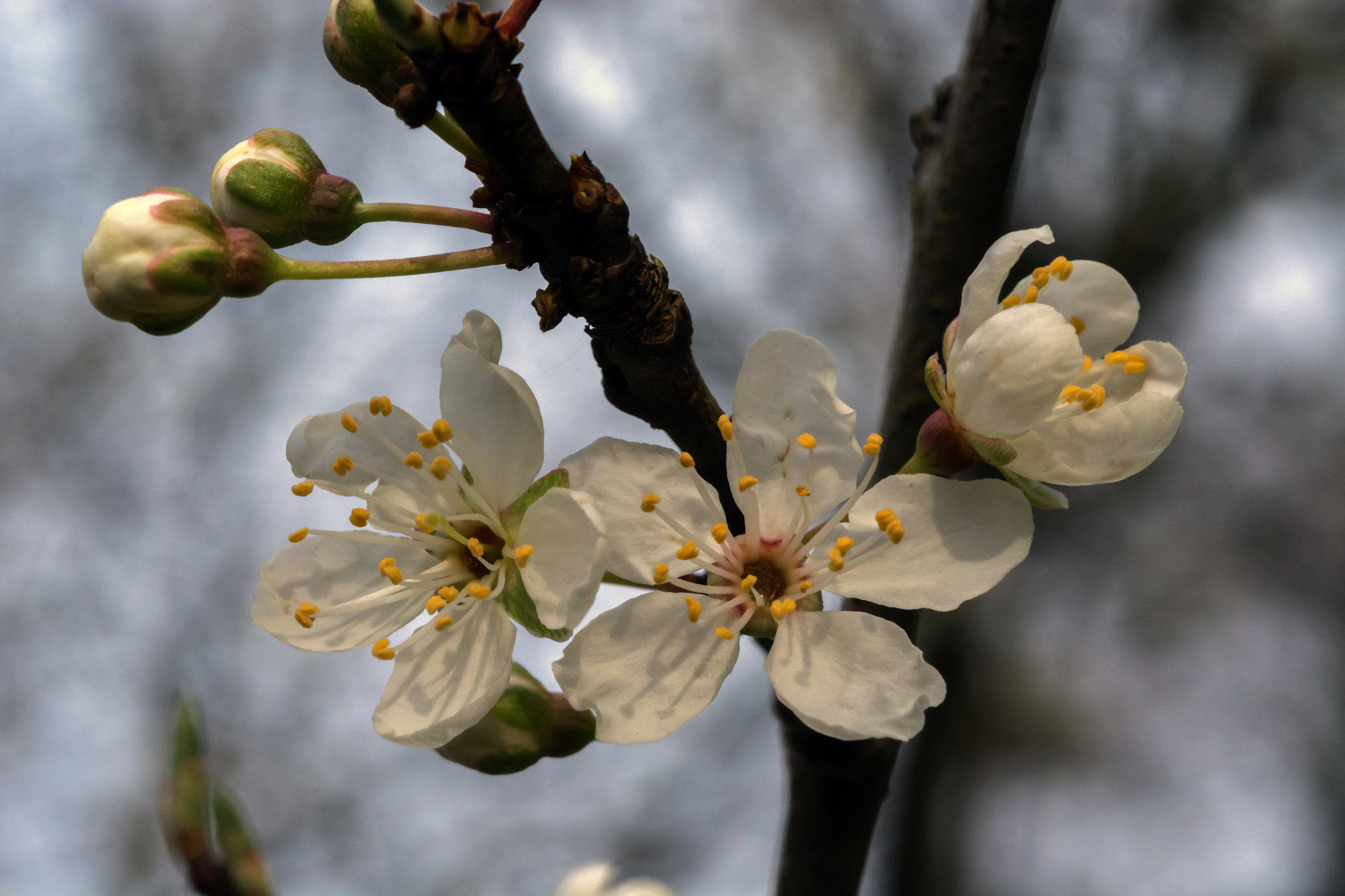 Nikon D7100 + AF Micro-Nikkor 60mm f/2.8 sample photo. The first signs ???? photography