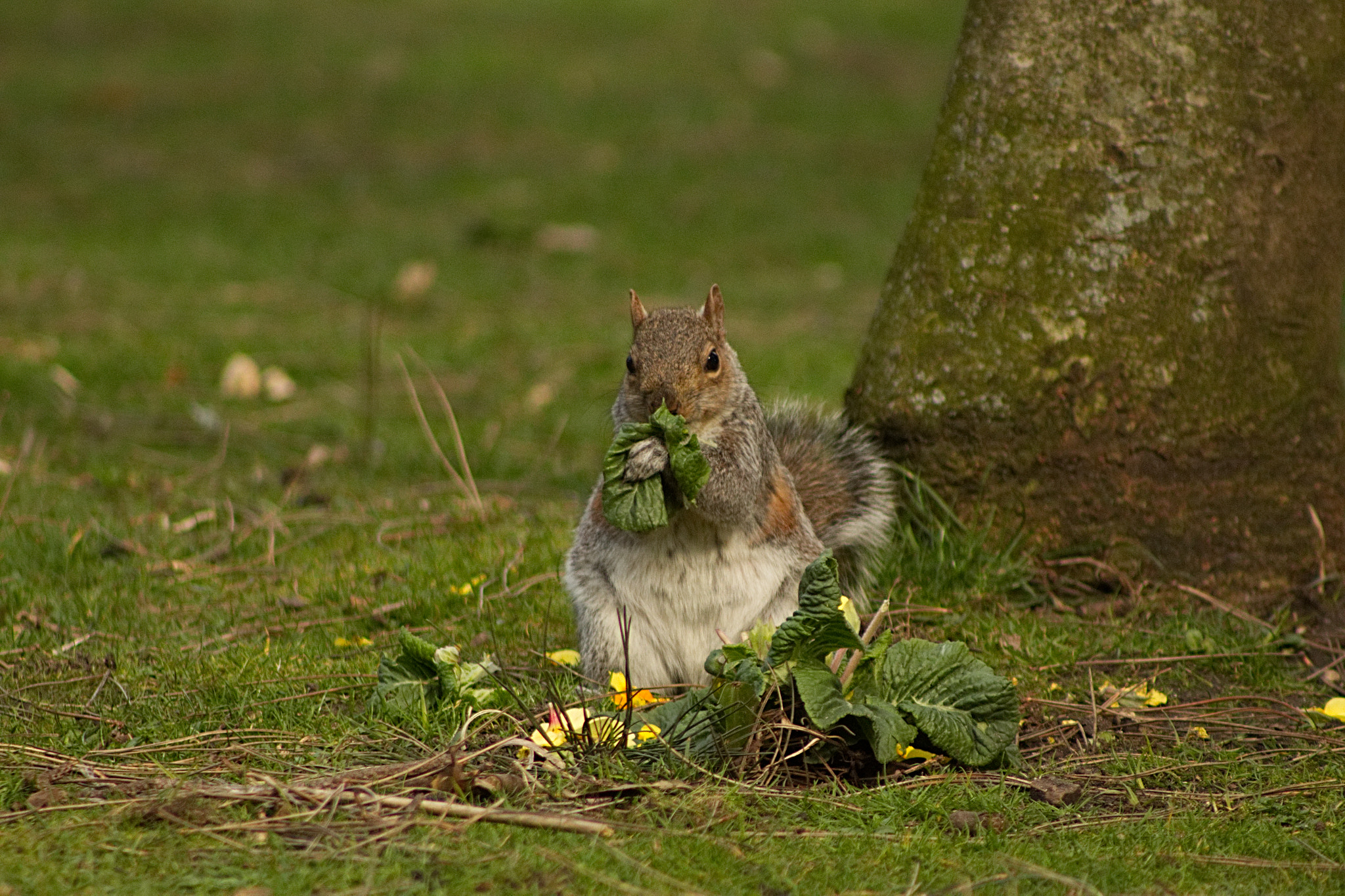 75.0 - 300.0 mm sample photo. Don't forget to eat your greens photography