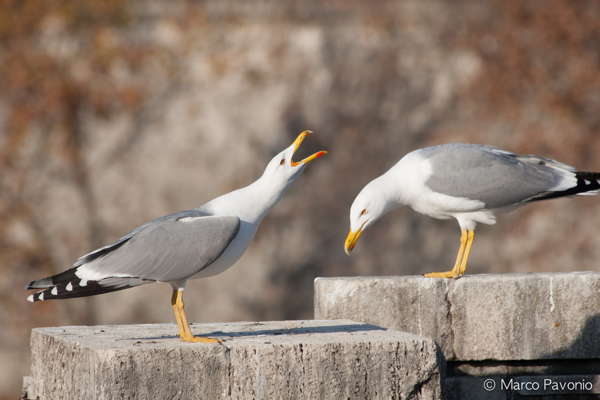 Canon EOS 30D sample photo. Seagulls photography