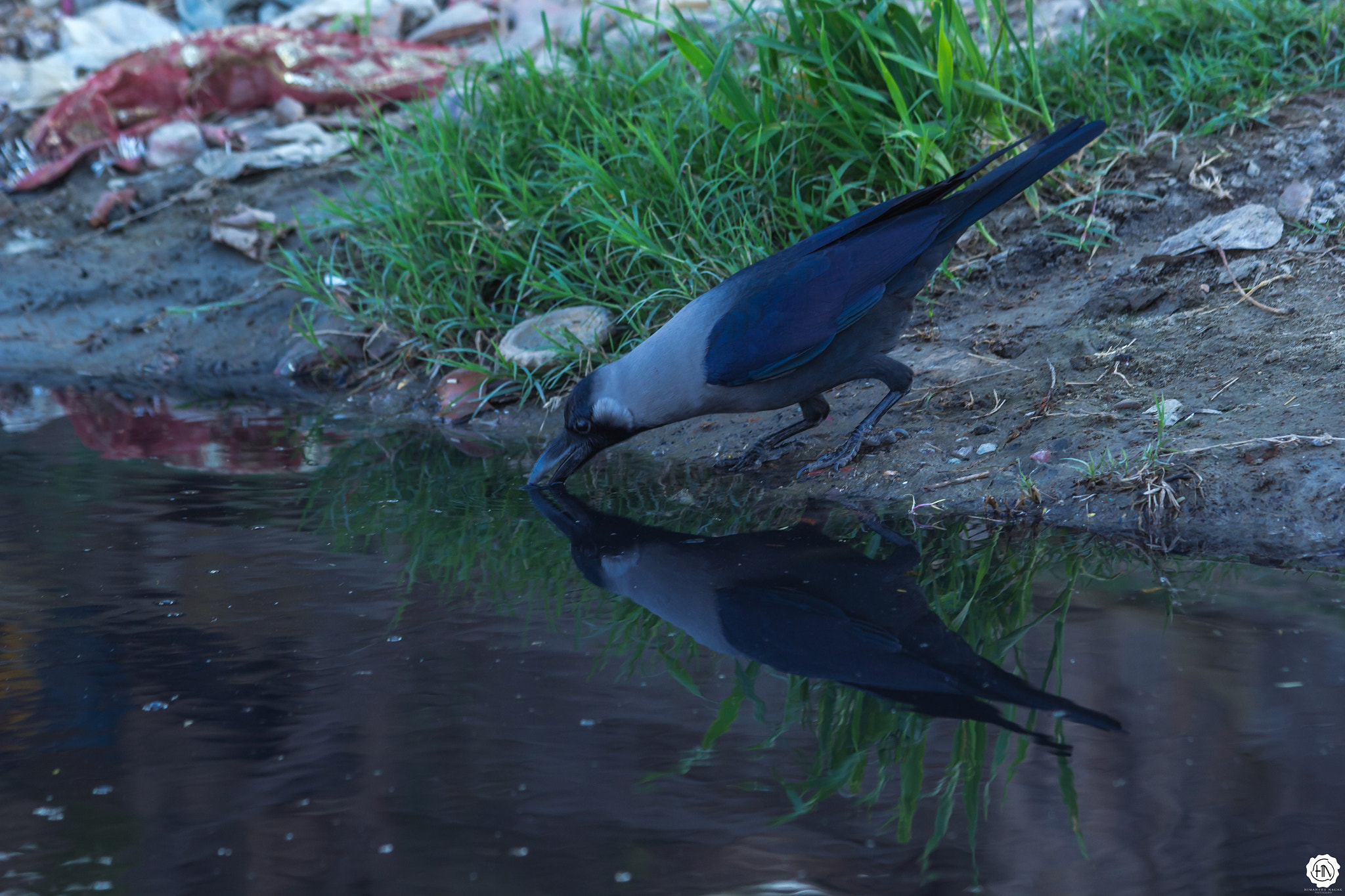 Canon EF 70-300mm F4-5.6 IS USM sample photo. Quench photography