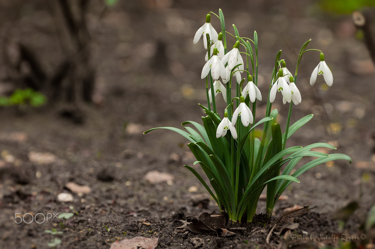 Nikon D5000 sample photo. Spring flowers 2 photography