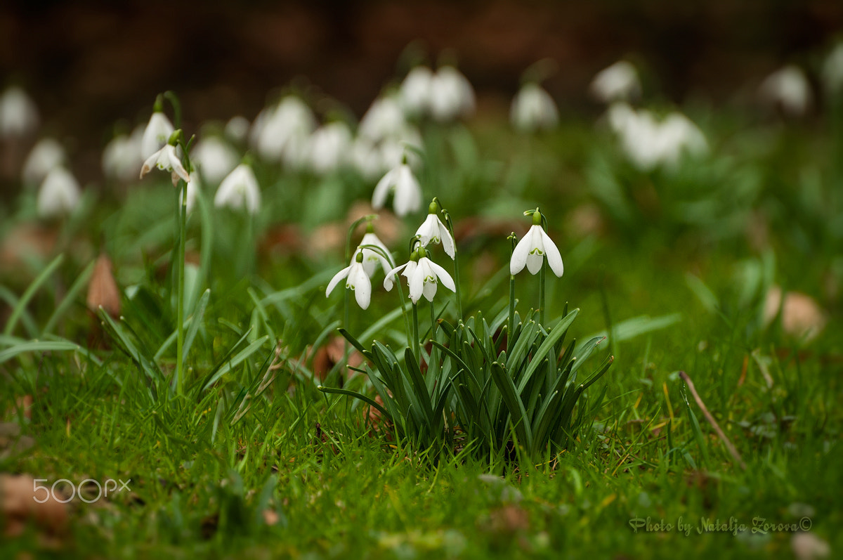 Nikon D5000 sample photo. Spring flowers 3 photography