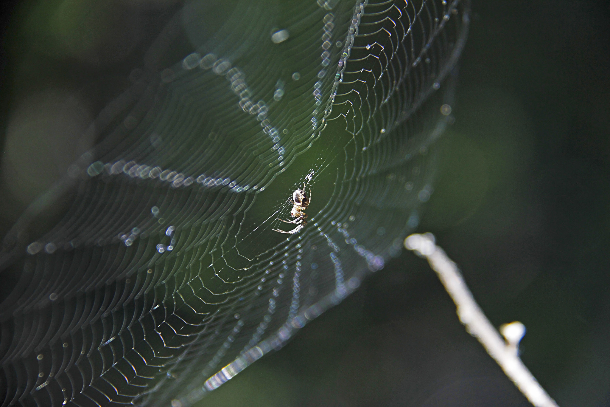 Canon EF-S 18-200mm F3.5-5.6 IS sample photo. Spider's web photography