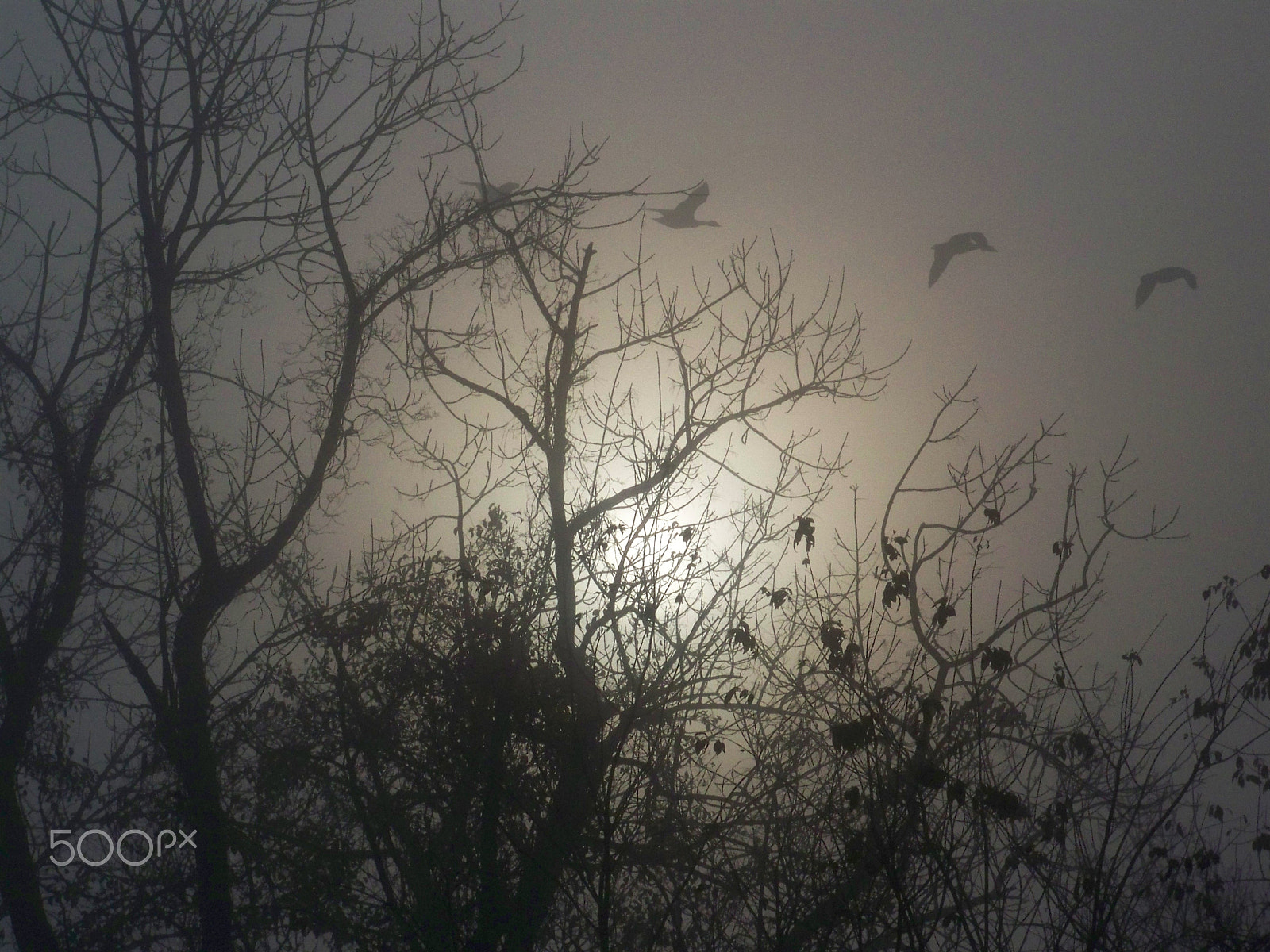 Kodak Z712 IS ZOOM DIGITAL CAMERA sample photo. Wild geese in a winter sky photography