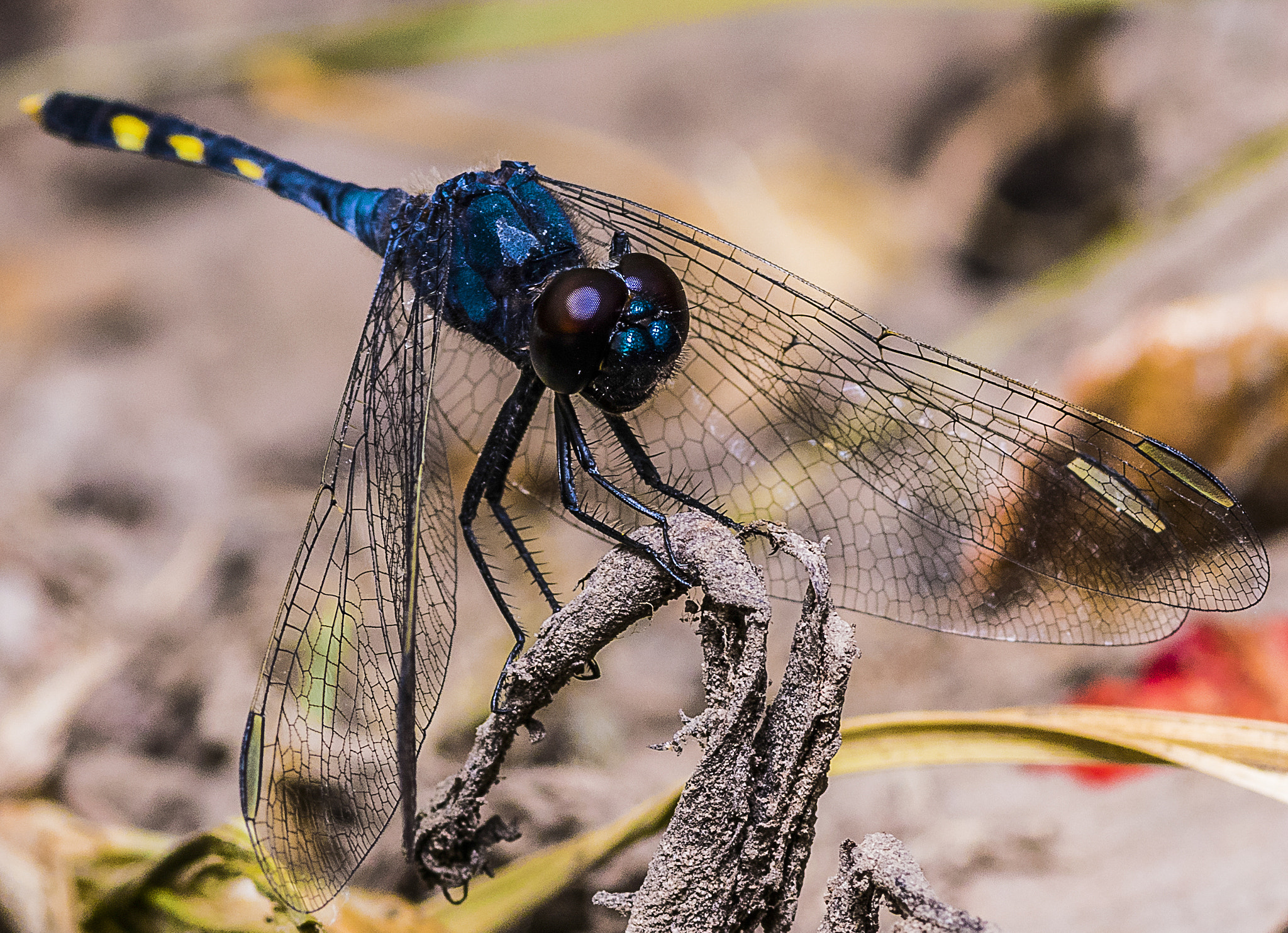 Tokina AT-X Pro 100mm F2.8 Macro sample photo. Erythrodiplax nigricans (male) photography